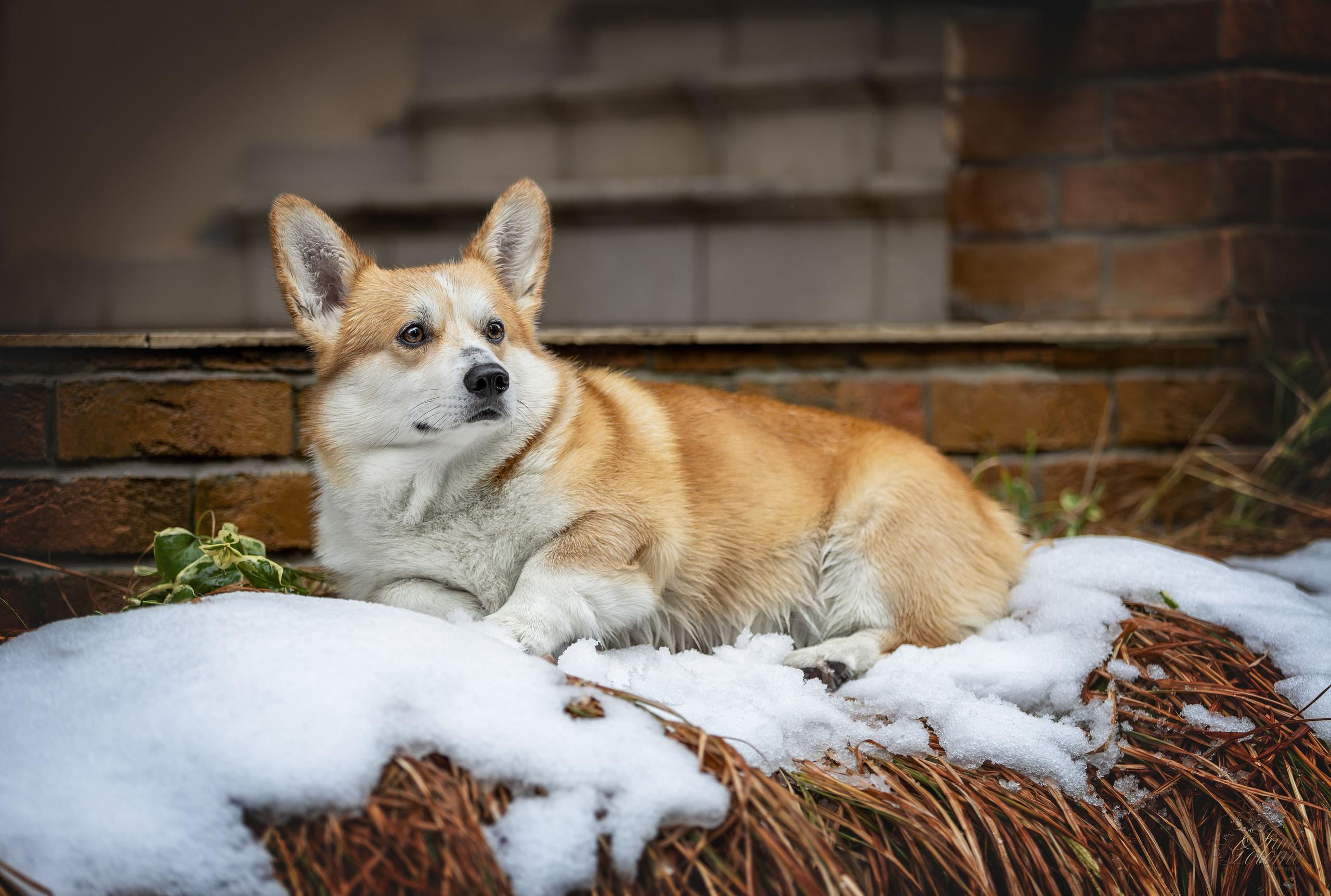 Гай, Корги-Пемброк. Ирина Голомб|Фотограф-анималист в  Сочи и Калининграде