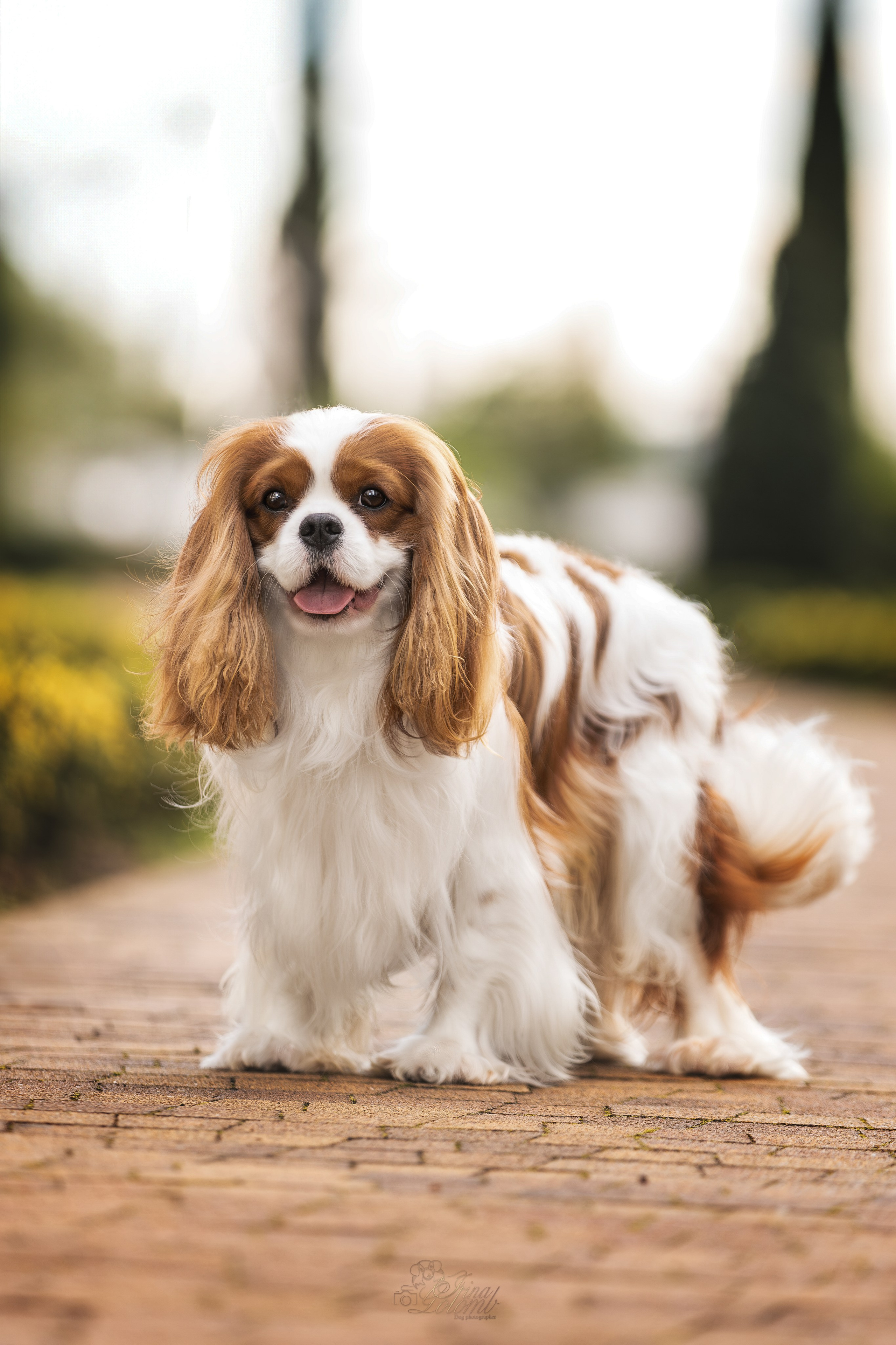 Симба, ККЧС. Ирина Голомб|Фотограф-анималист в  Сочи и Калининграде