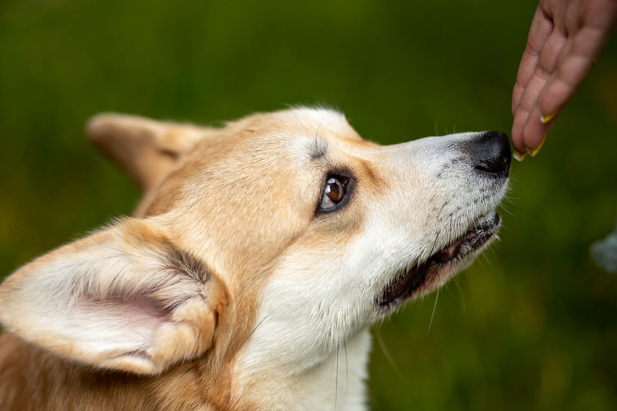 Лиса и Деви, корги. Ирина Голомб|Фотограф-анималист в  Сочи и Калининграде