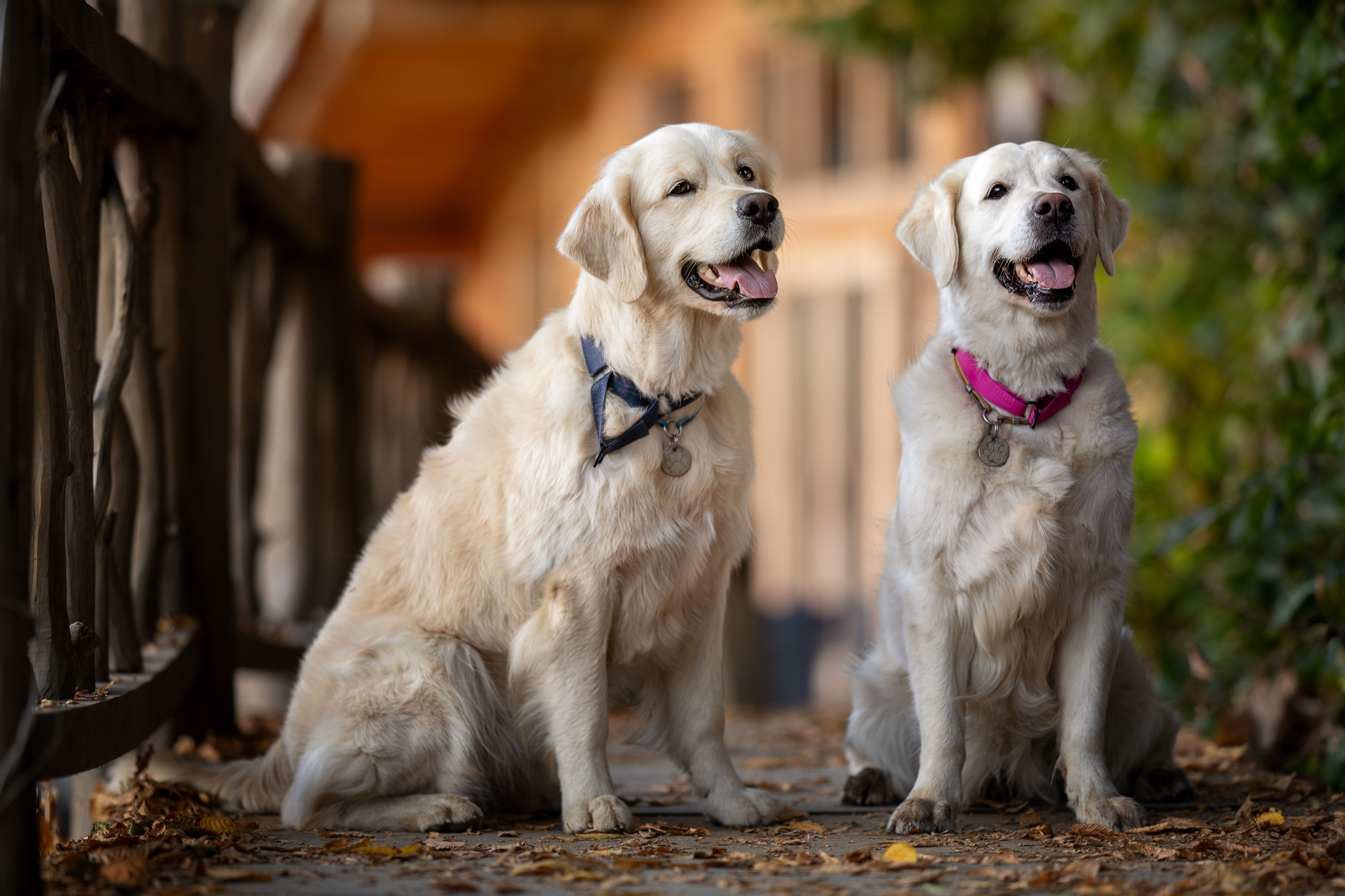 Асти, Делфи и Фреска, Голден Ретриверы. Ирина Голомб|Фотограф-анималист в  Сочи и Калининграде