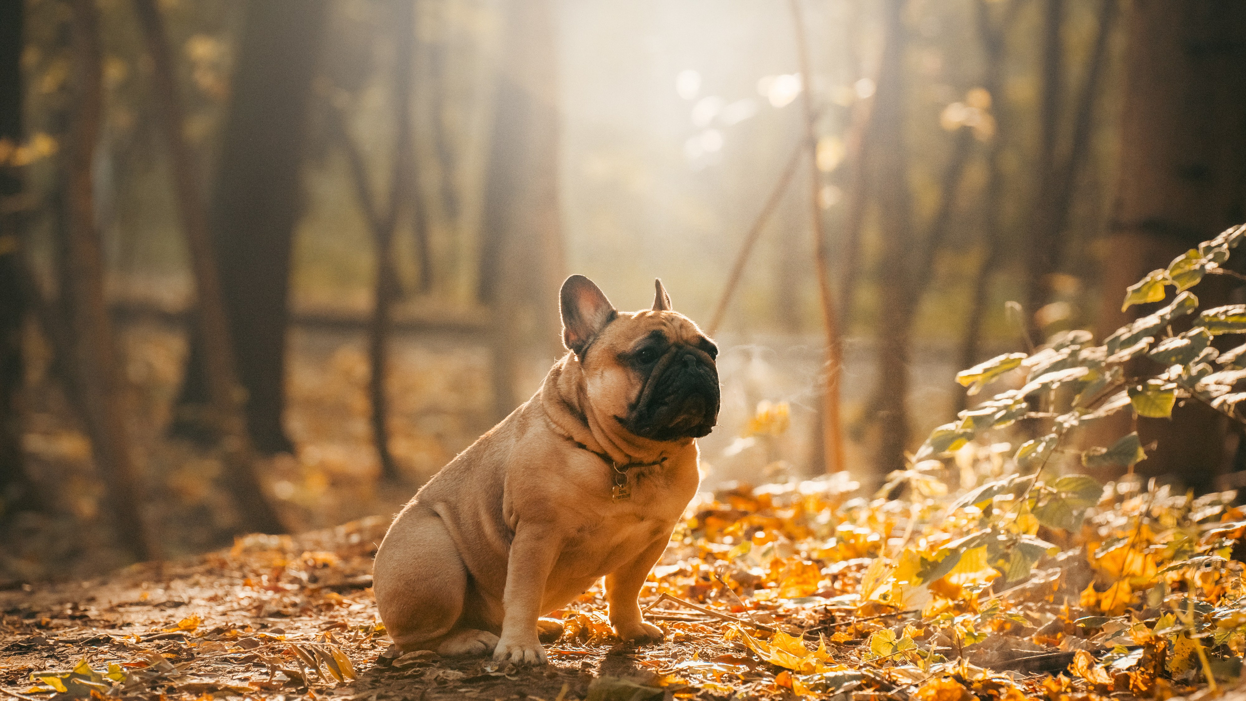 Анастасия и Бенц. Фотограф анималист в Москве и Санкт-Петербурге Свиридова Анна