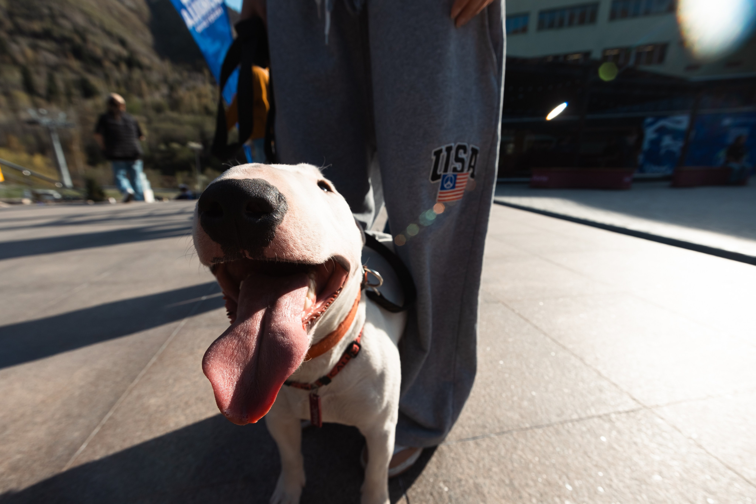 GORILLA GROOVE STAGE IMBA CAMP 5. Gorillaenergymedia