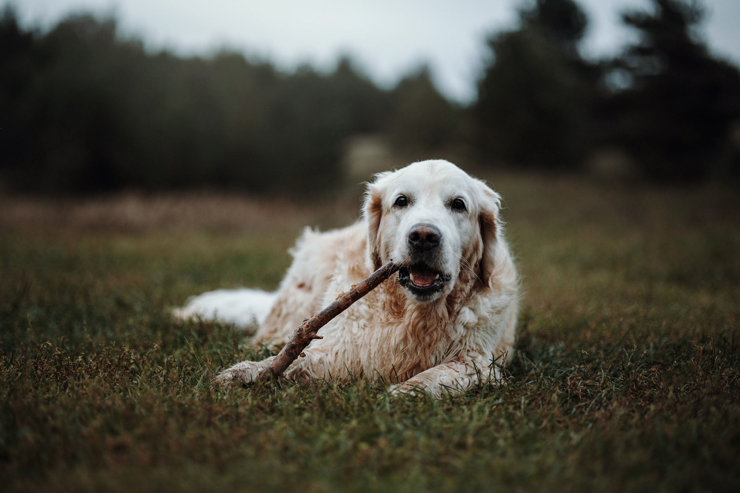 Света и Том. Фотограф — Анималист | Санкт-Петербург