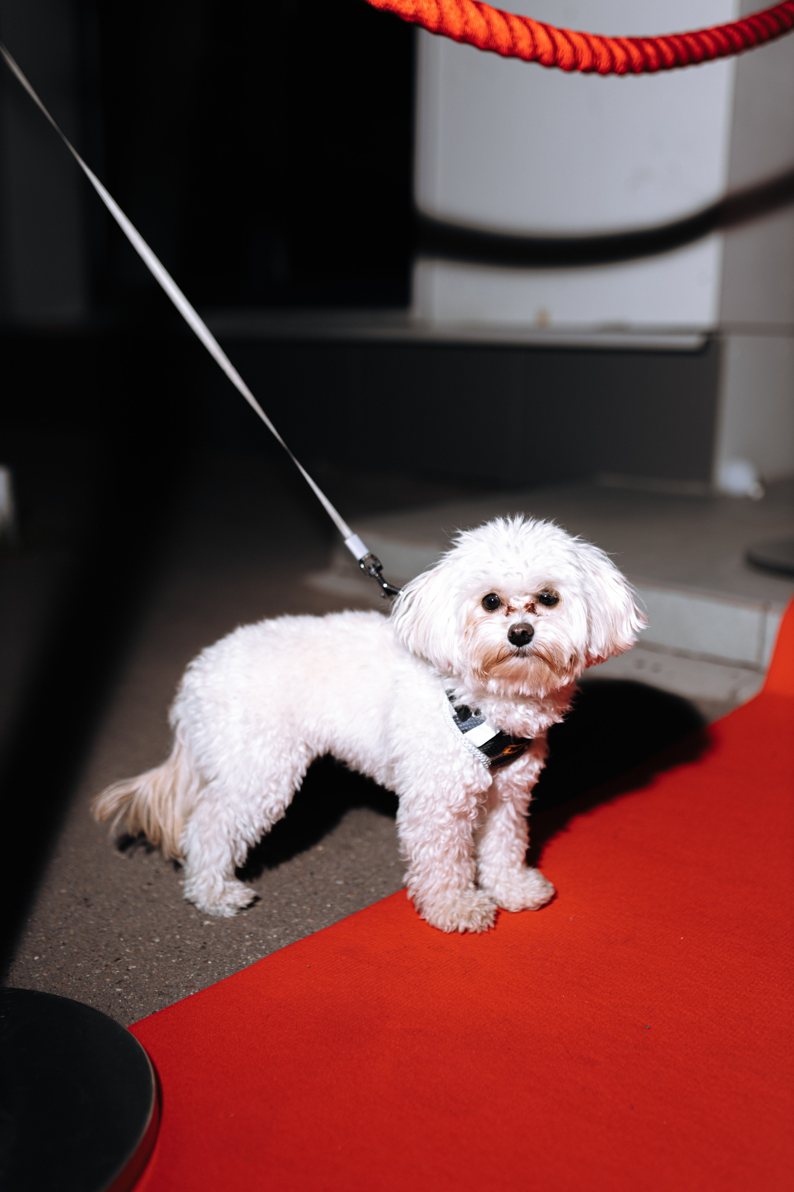 Правда Бар. Свадебный фотограф | Москва