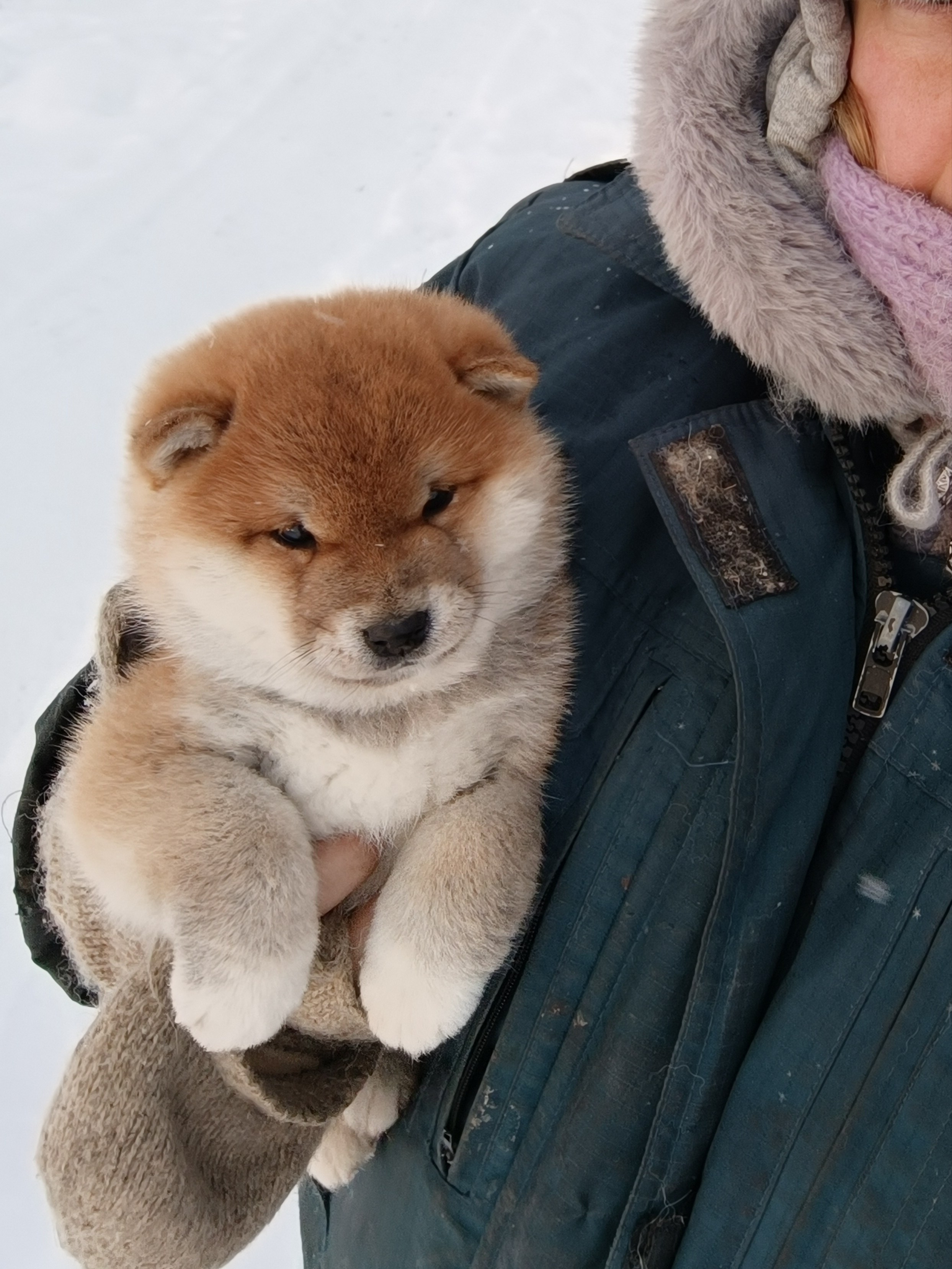 сиба питомник Рубилайт щенки на продажу rubylight  сиба щенки купить СПб Санкт-Петербург 