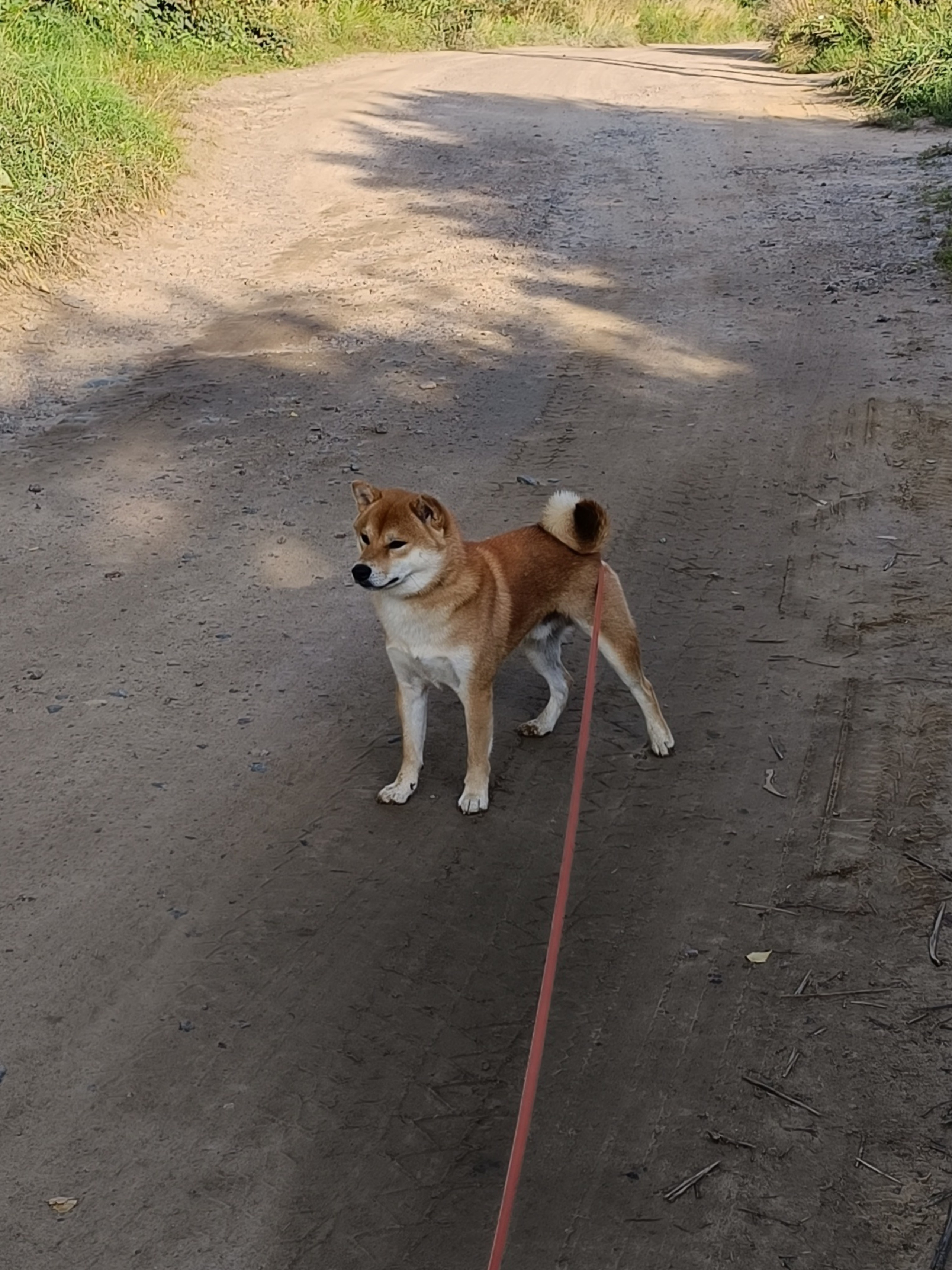 Rubylight Vin Diesel. Американская акита I Сиба ину I Питомник RUBYLIGHT