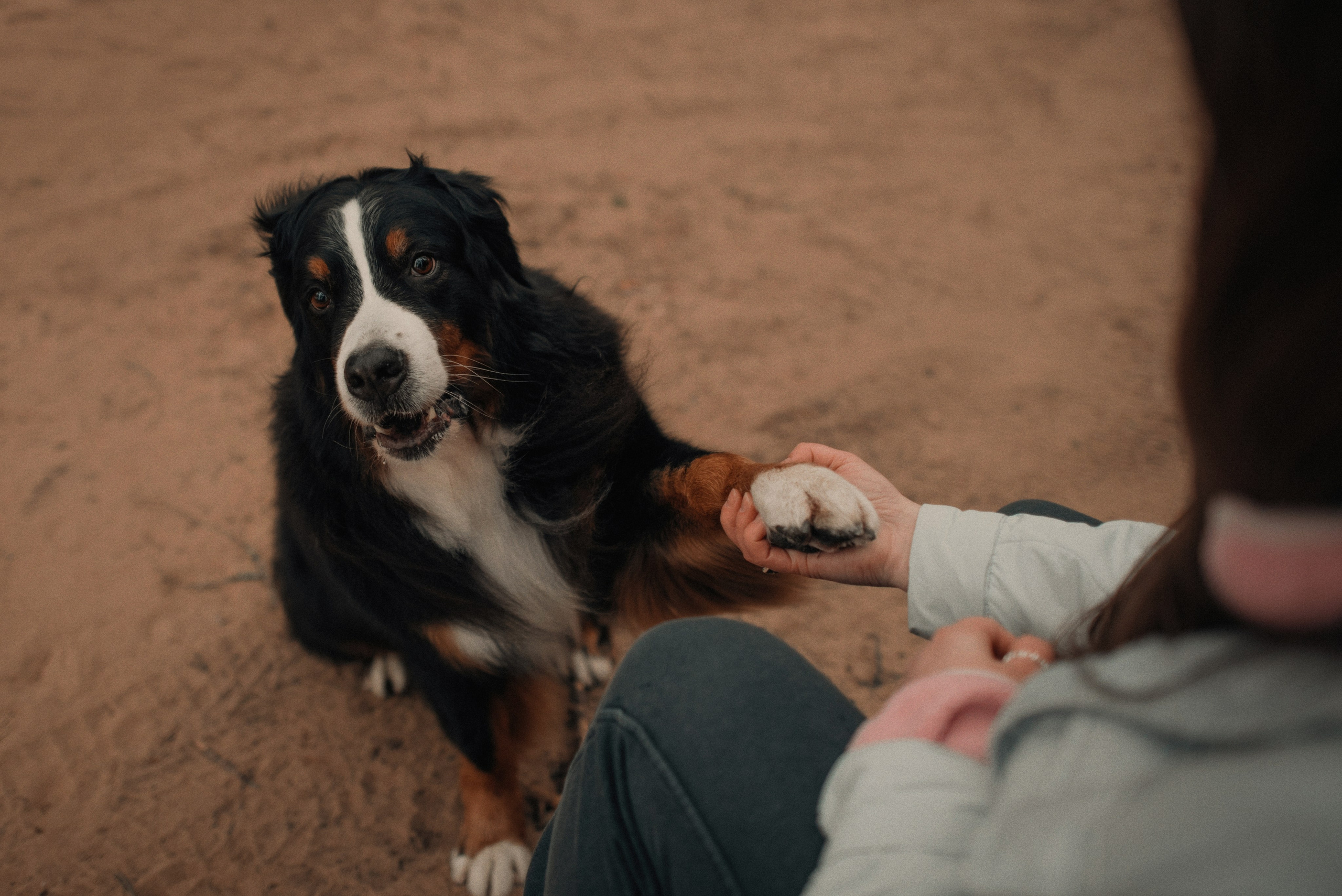 Прогулка: берн Пума, Фрэнк и Юля в Питере. Портфолио