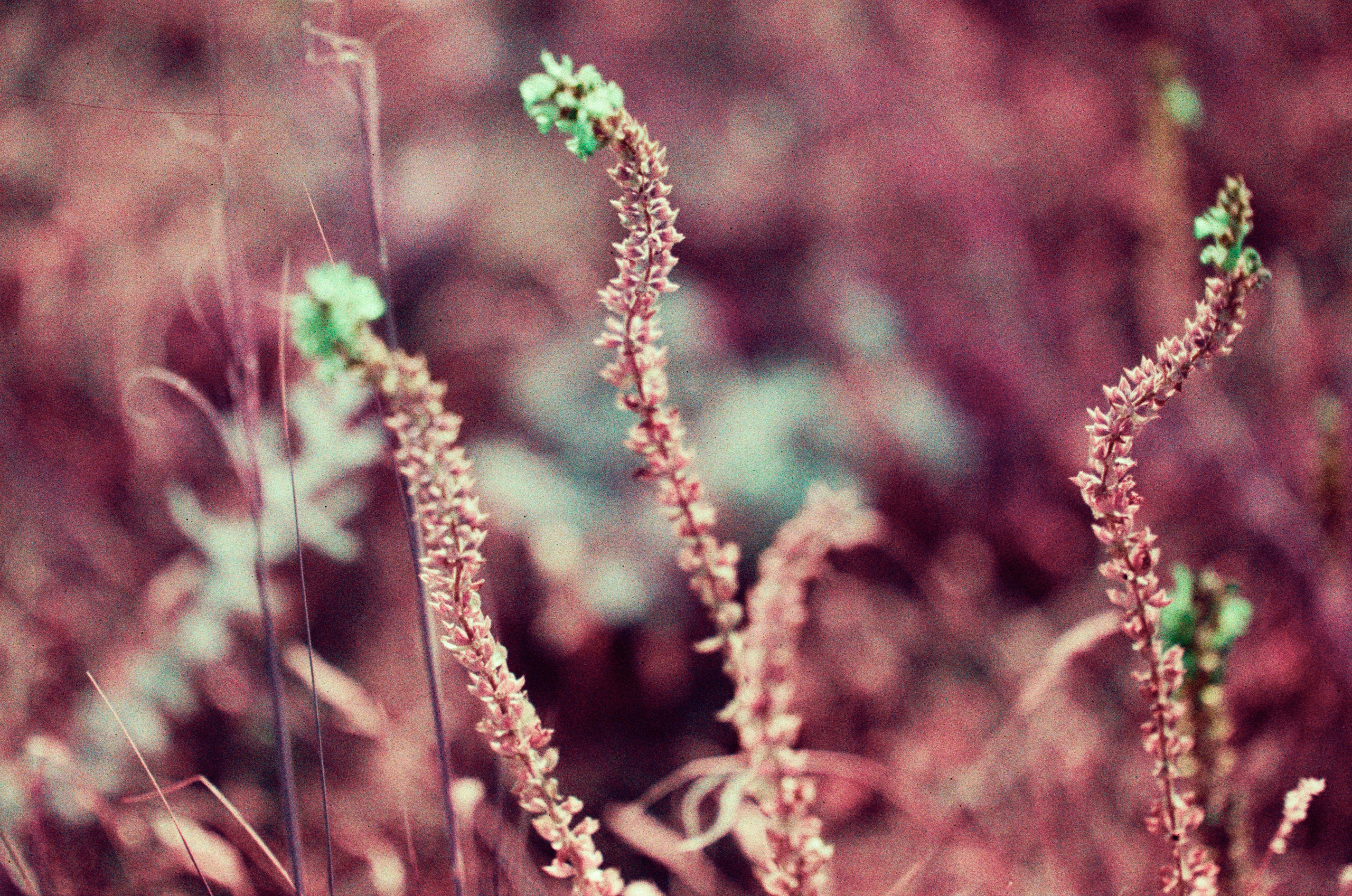 Dig it // ukraine, crimea X. EVER EXPOSED