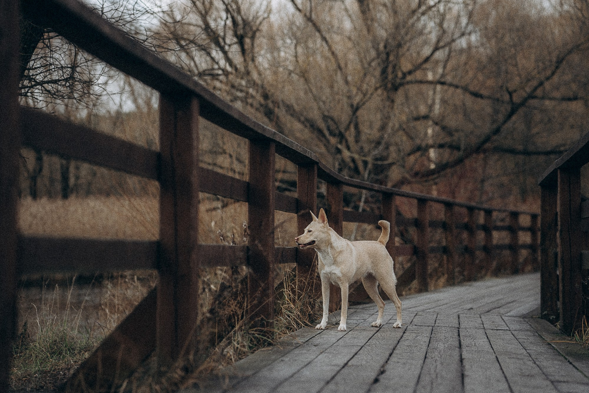 Туся. Фотограф анималист в Москве и Санкт-Петербурге Свиридова Анна