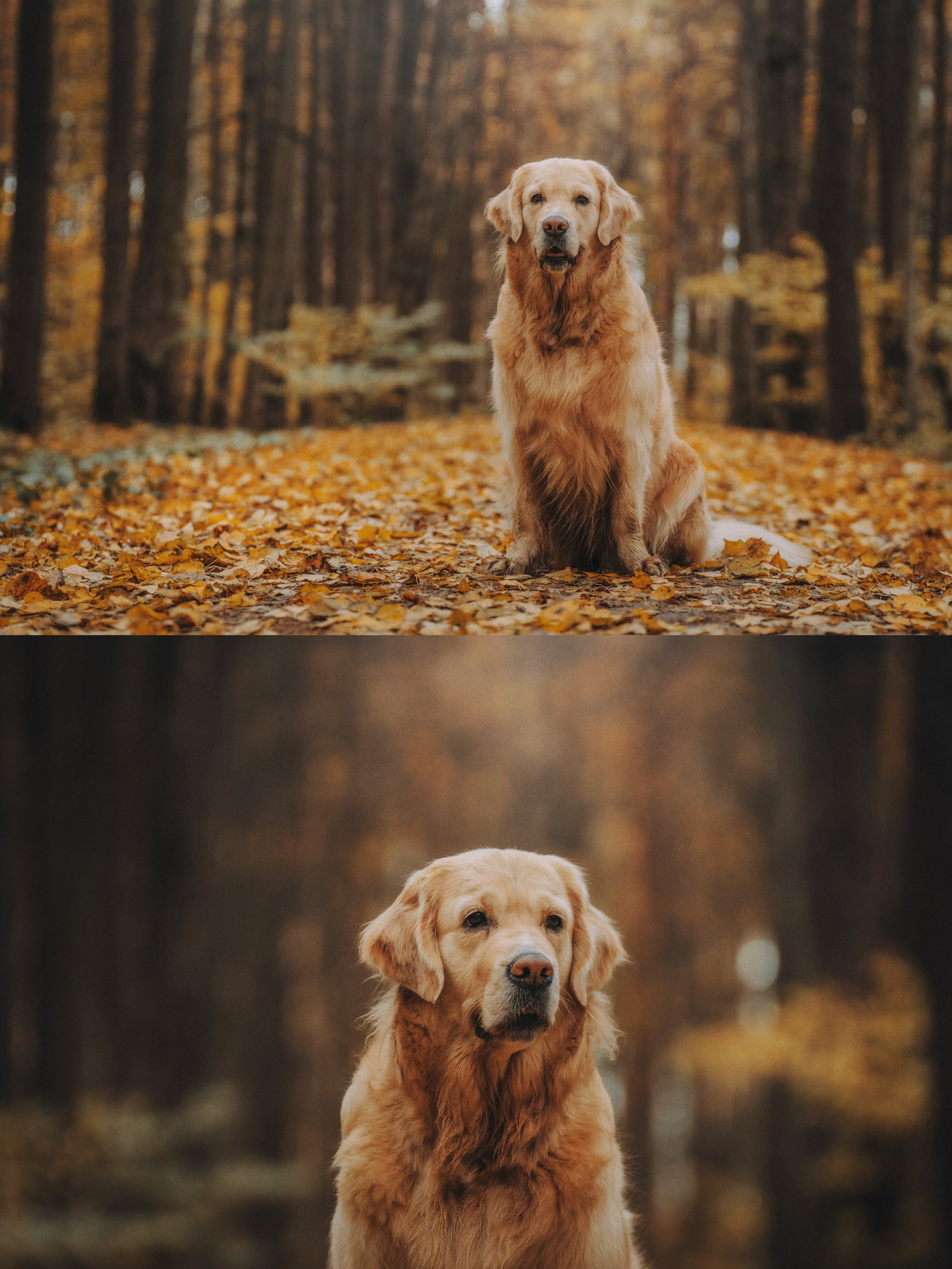 Анастасия и Айза. Фотограф анималист в Москве и Санкт-Петербурге Свиридова Анна