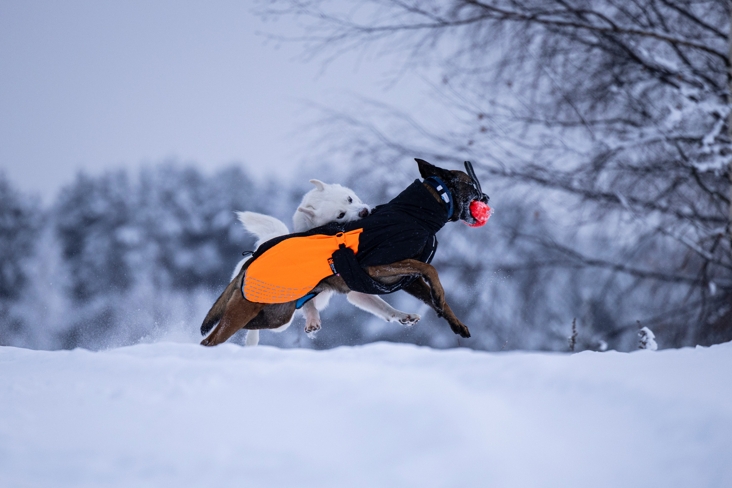 Рики и Гаруда. Фотограф-анималист Анна Маринич