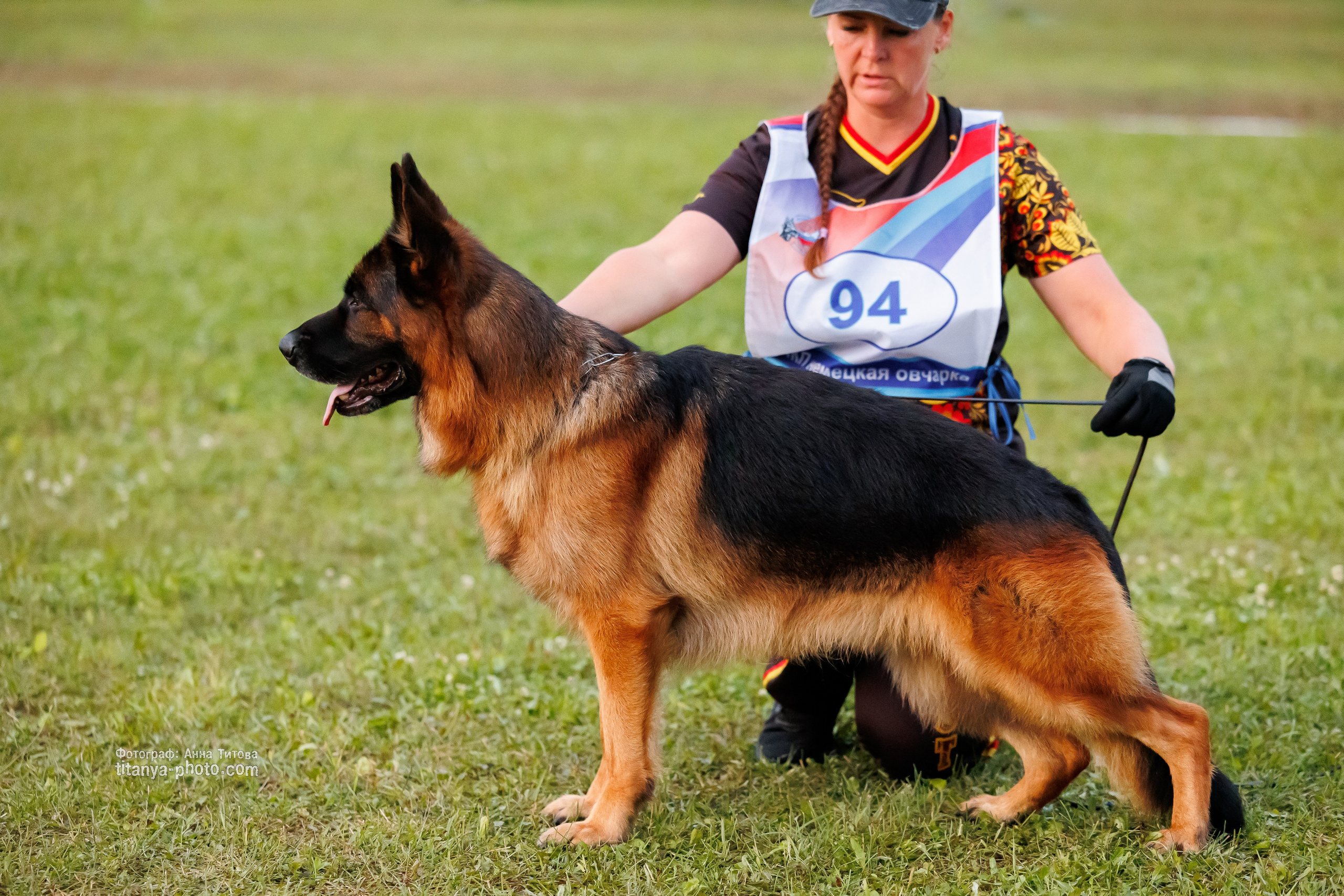 Немецкие овчарки: фото из рингов и вне ринга, мутпроба (фотографии с выставок). Фотограф собак, фотограф-анималист Аня Титова (Titanya). Москва