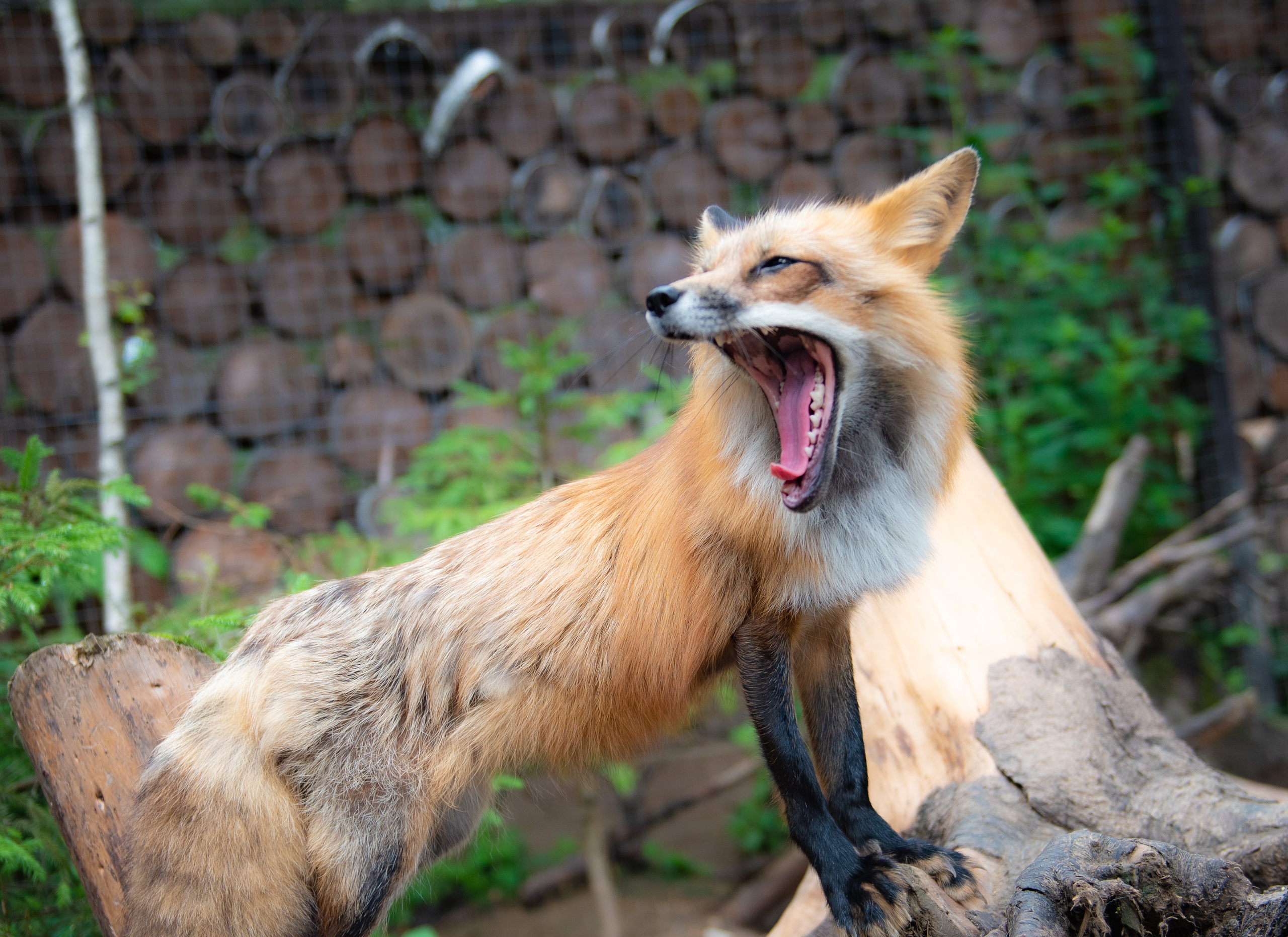 Emerald Forest by Cosmos Hotel Group. Interior & architecture photographer