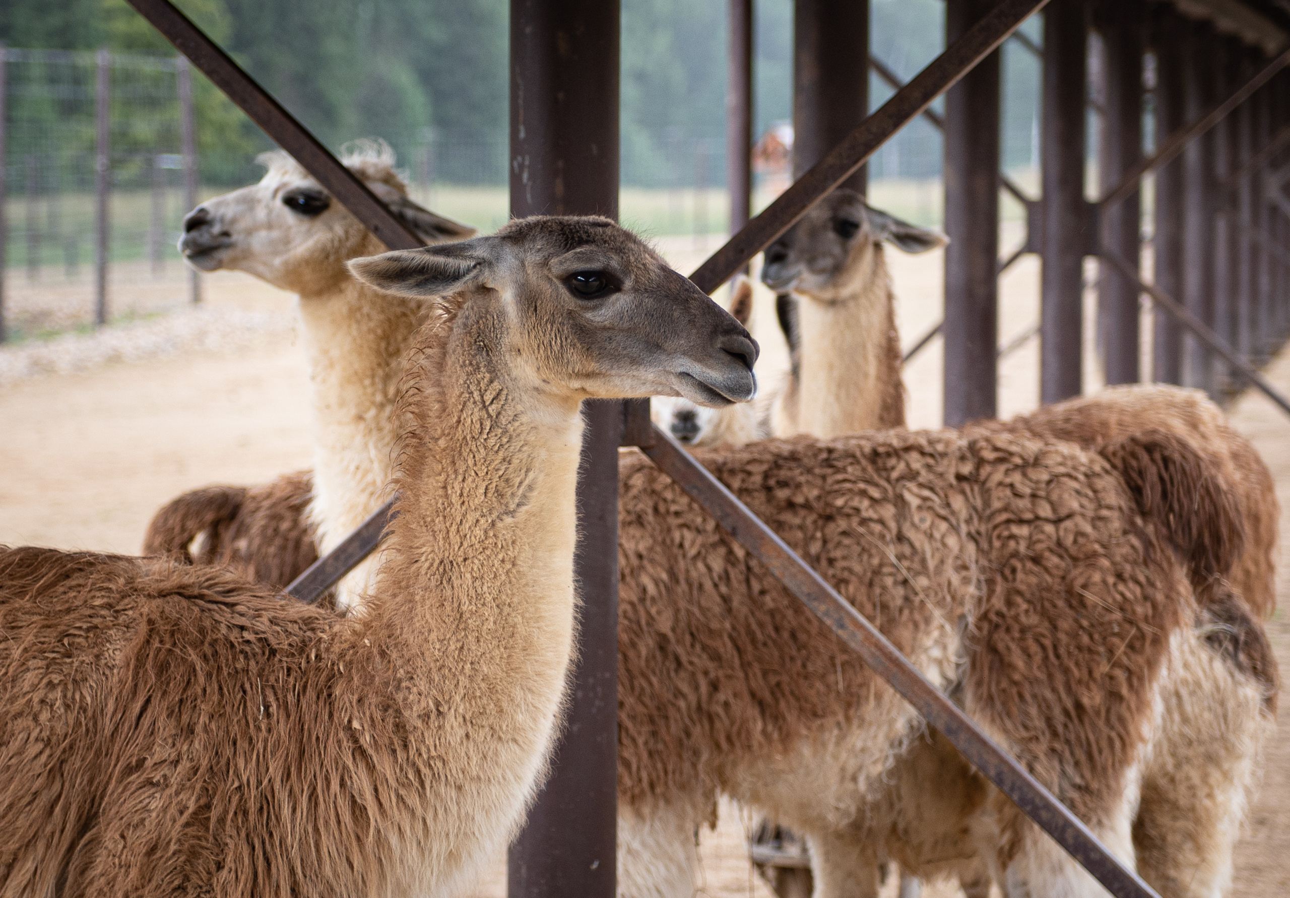 Emerald Forest by Cosmos Hotel Group. Interior & architecture photographer