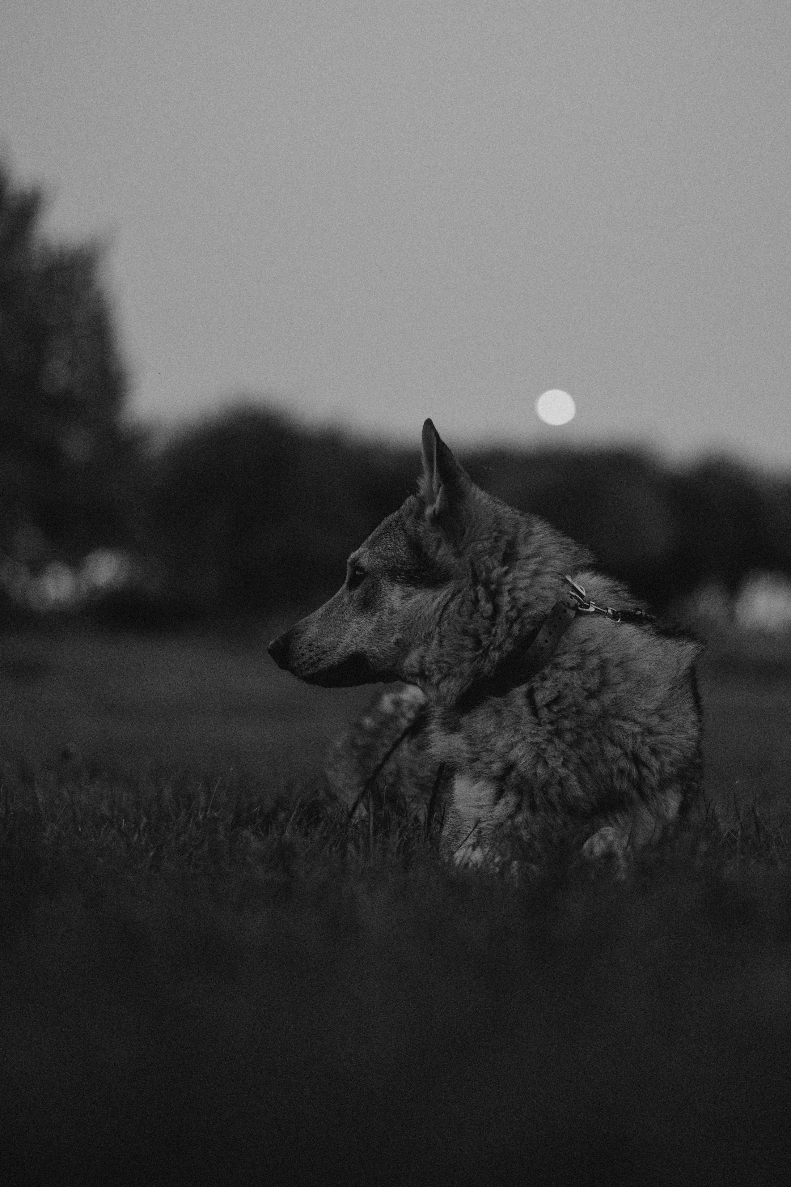 Аня и ее семья. Фотораф — анималист Мария Шистка