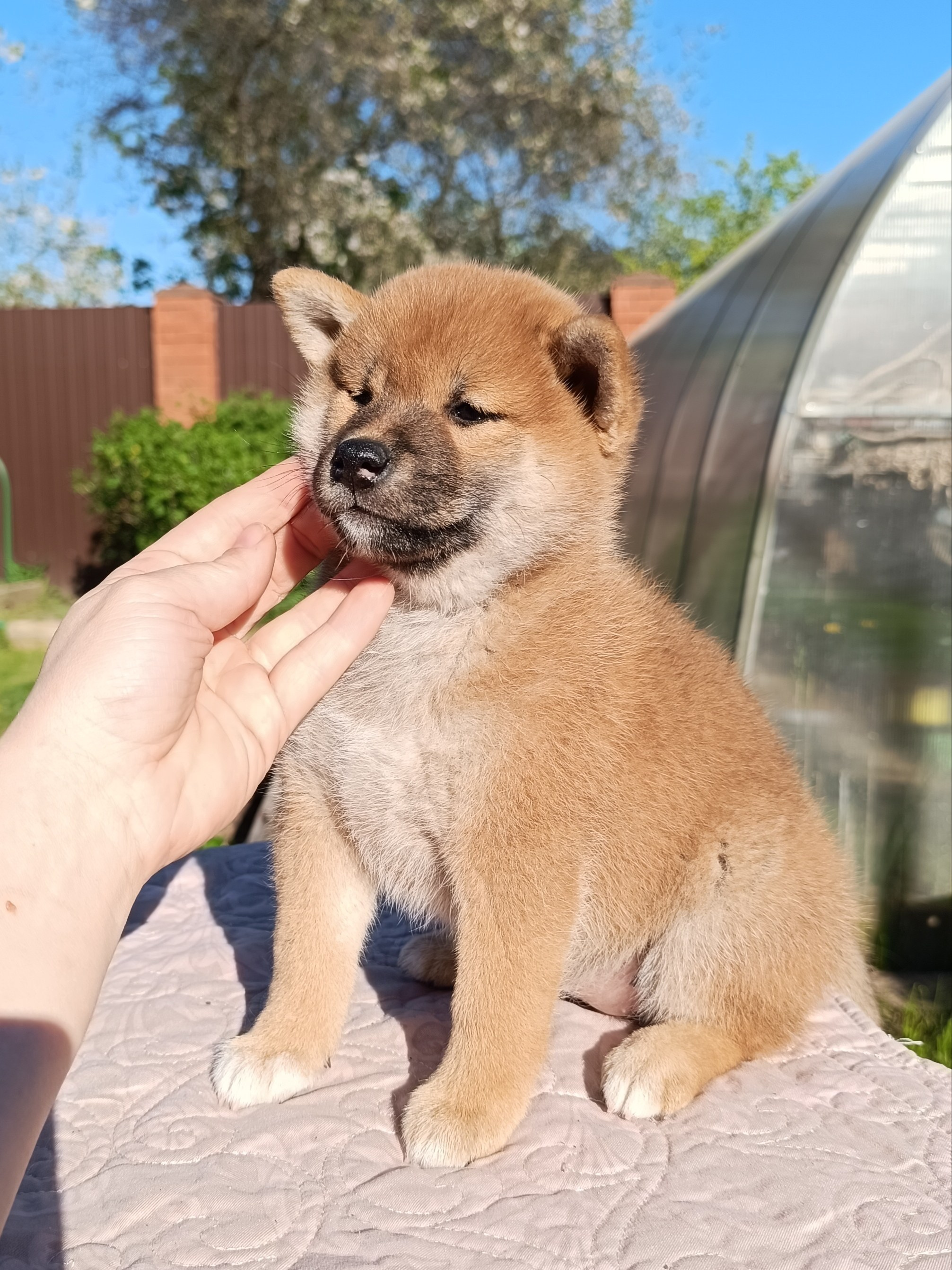 сиба питомник Рубилайт щенки на продажу rubylight  сиба щенки купить СПб Санкт-Петербург