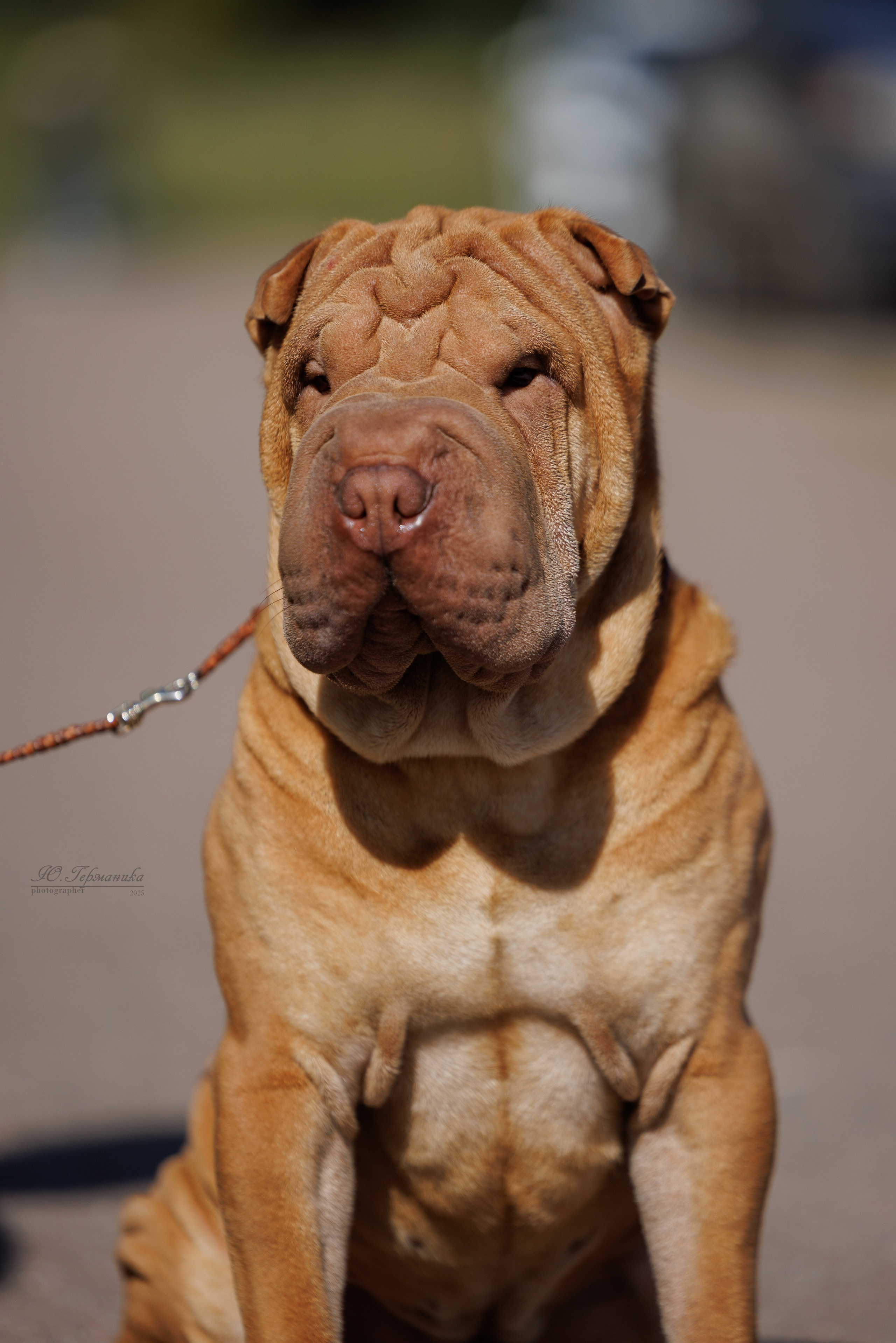 Зеленоград 13.09.2025. Фотограф-анималист Юлия Германика