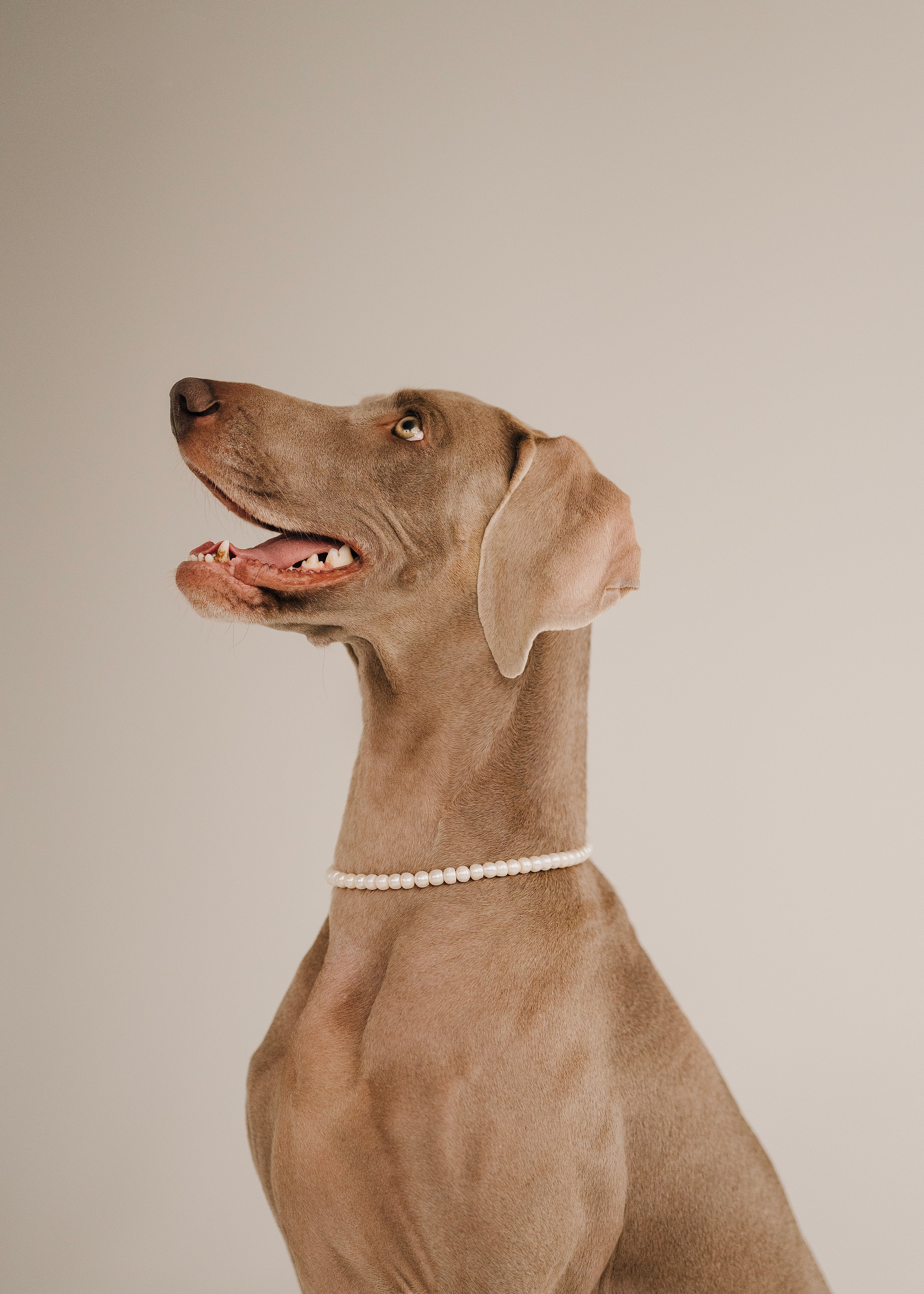 Фани. Фотограф- анималист Александра Матвеева