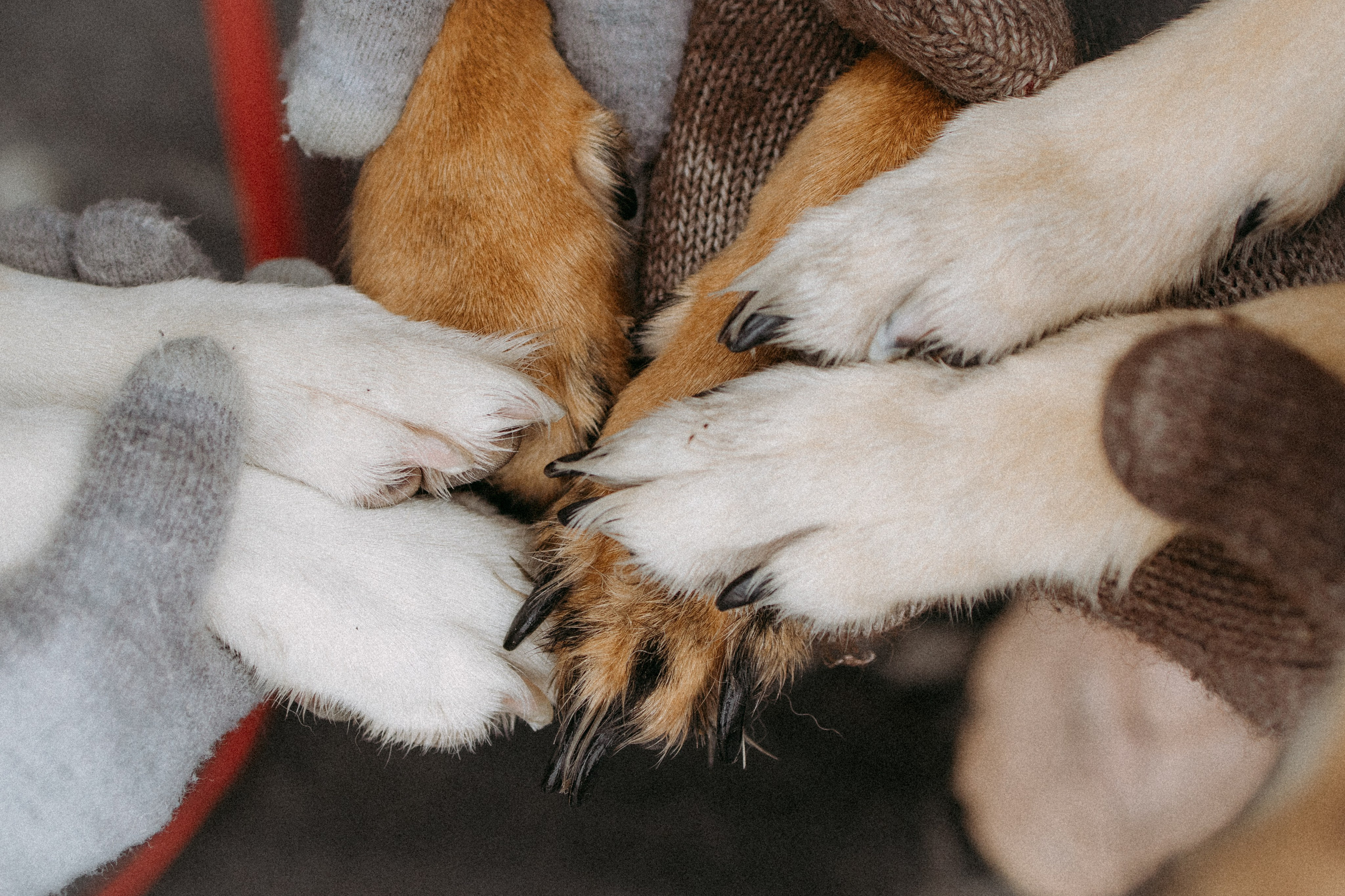 Саша, Ксюша и их банда. Фотораф — анималист Мария Шистка