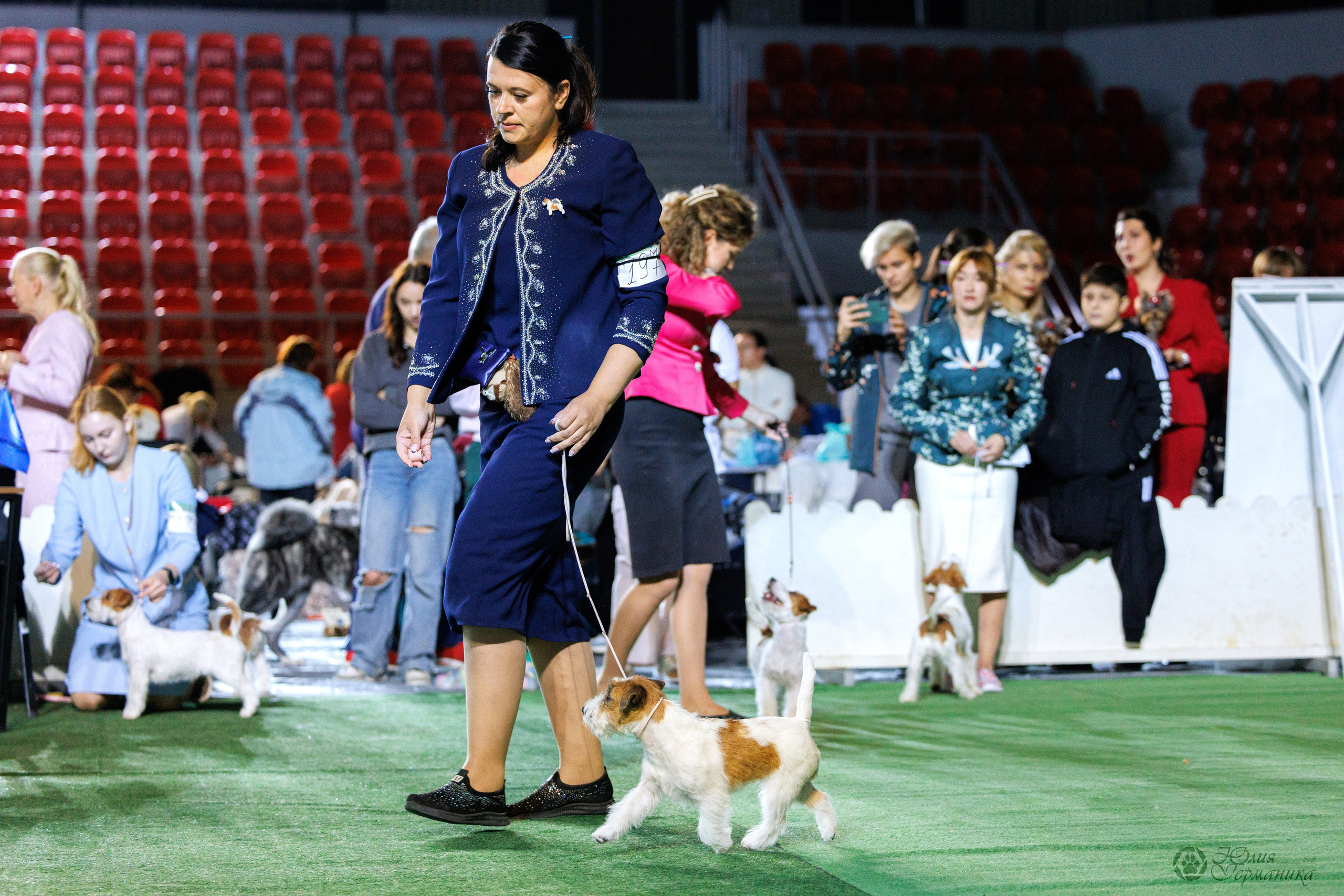 Грузия,Телави 2хCACIB 19-20.10.2024. Фотограф-анималист Юлия Германика