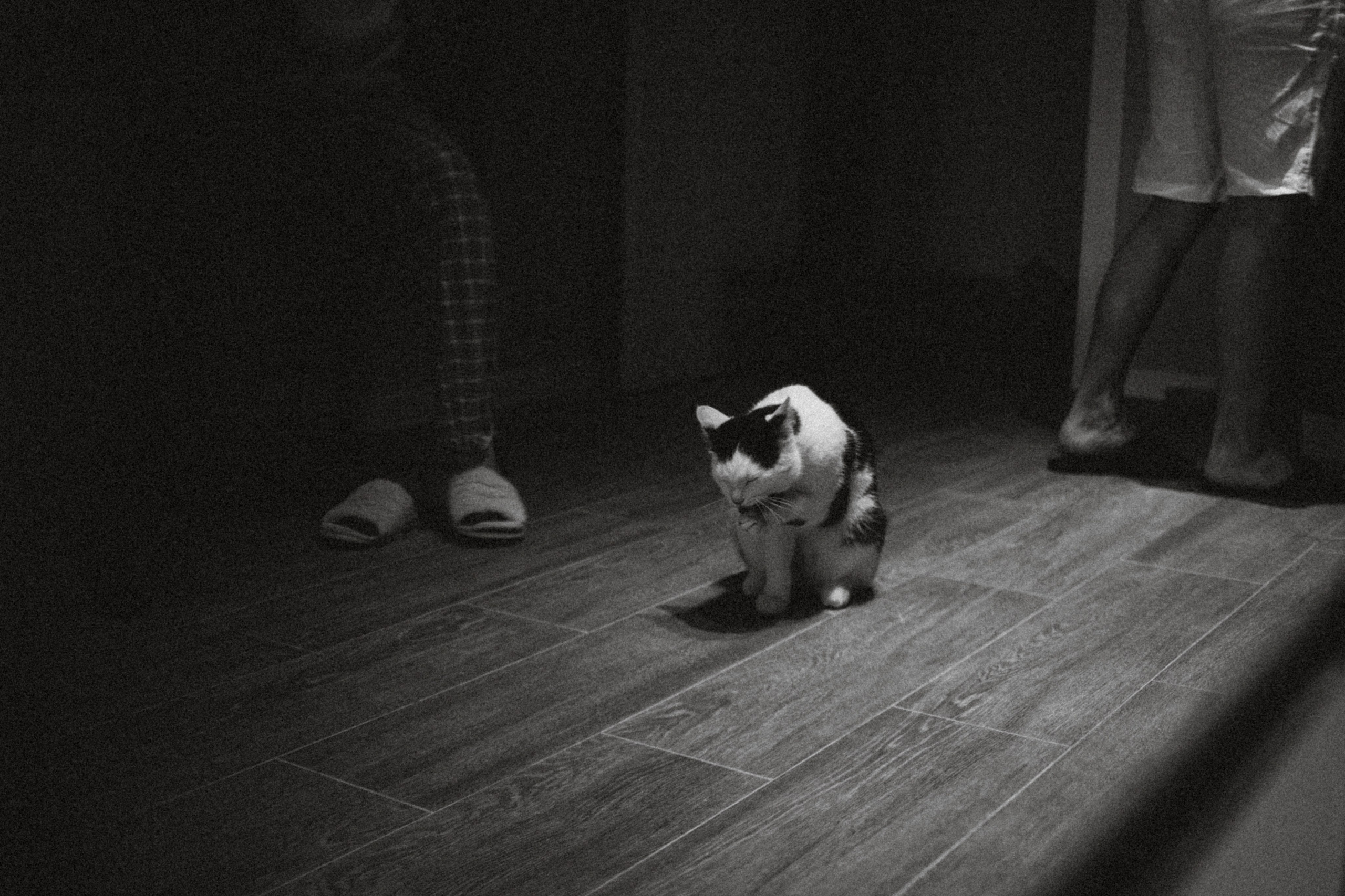 Рыся, Кепа и их семья