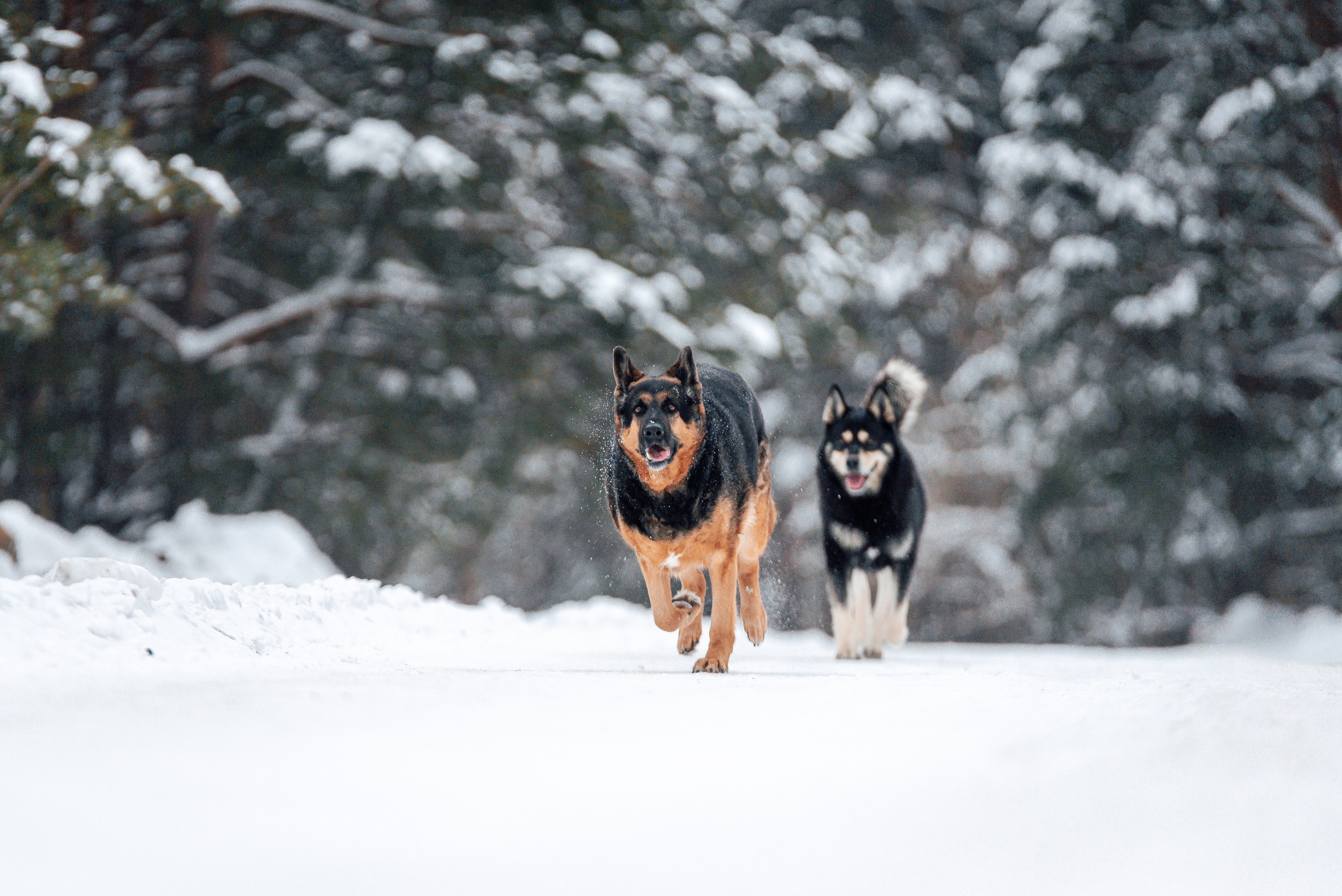 Светлана, Альфа и кошки ✨. Фотограф-анималист Анастасия Парфенова|Екатеринбург