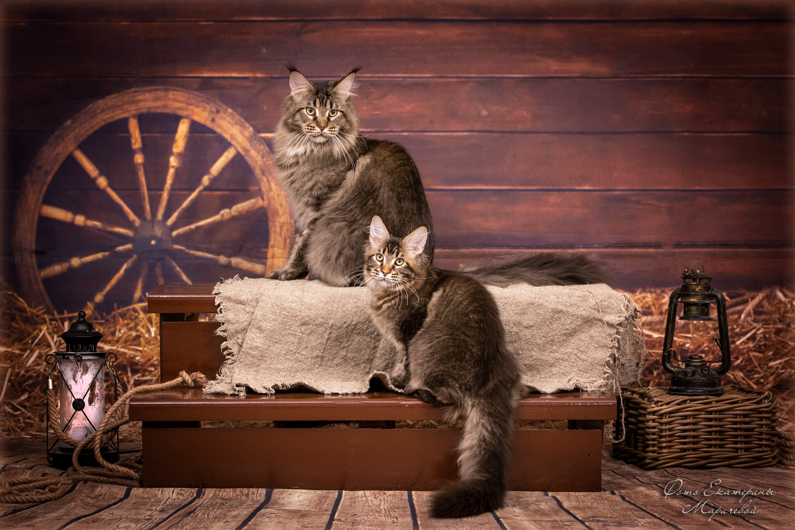 Тематические фоны с рисунком. Фотограф-анималист в Омске Екатерина Маричева