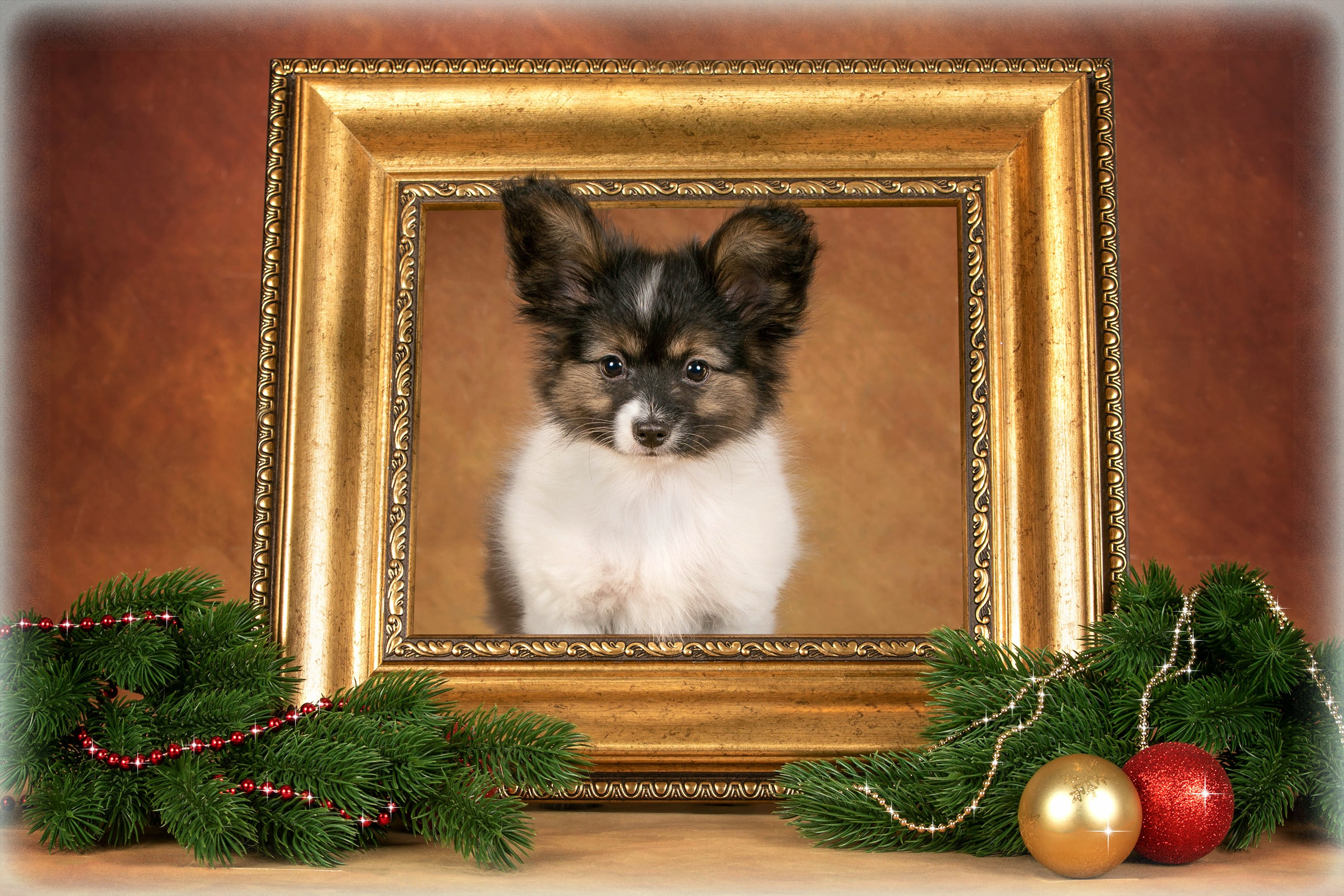 Галерея щенков. Фотограф-анималист в Омске Екатерина Маричева