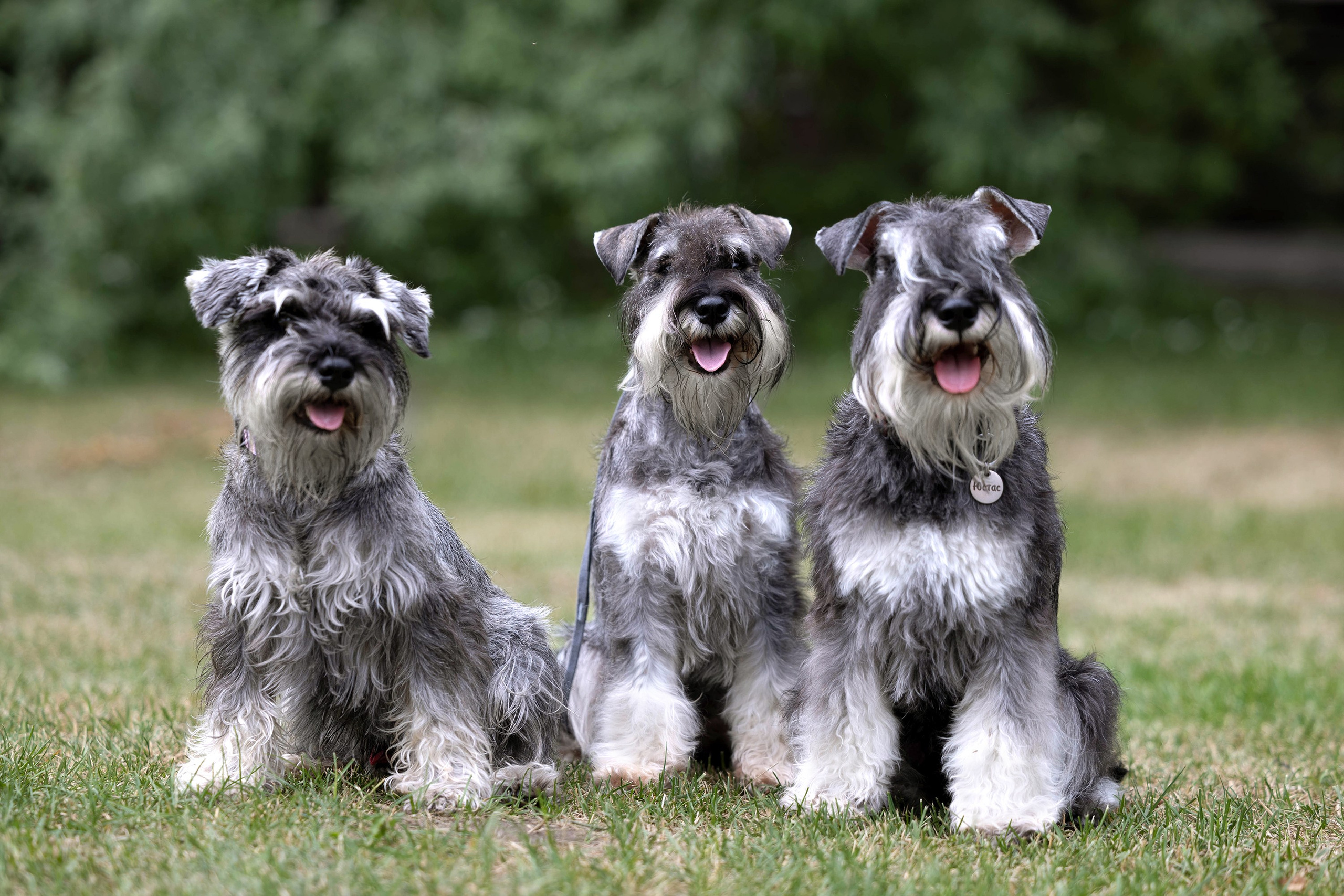 Заринговая съёмка на выставках собак. Фотограф-анималист в Омске Екатерина Маричева