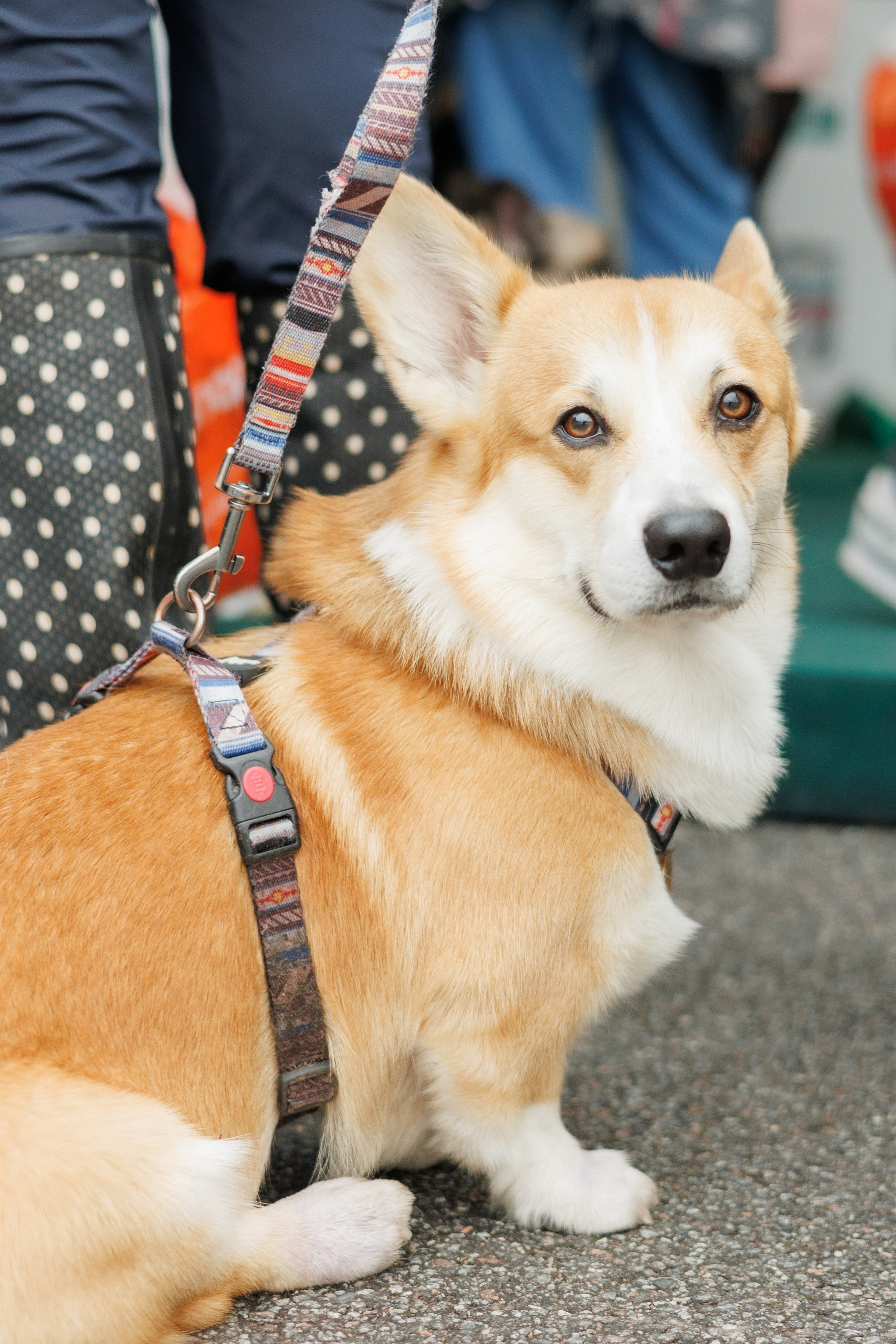 Фестиваль Petshop Days. Портретный фотограф Алина Хаунина