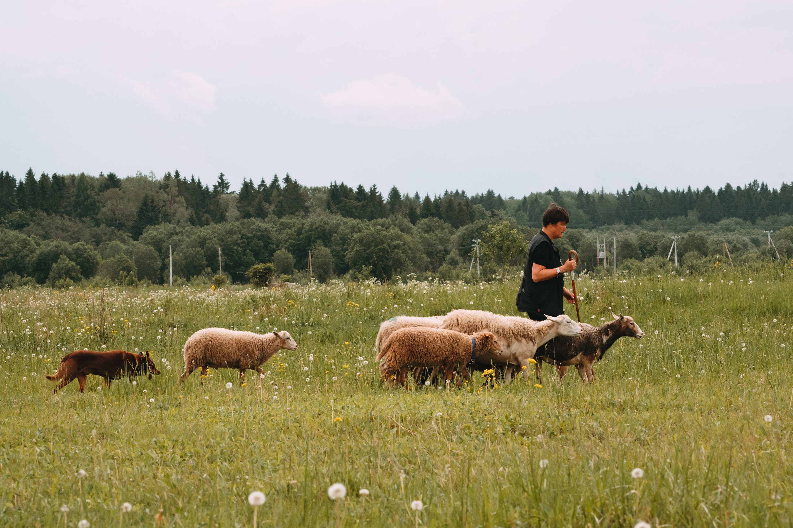 Состязания по пастушьей службе 1-2.06.24, Заостровье. Фотограф-анималист Анастасия Большакова