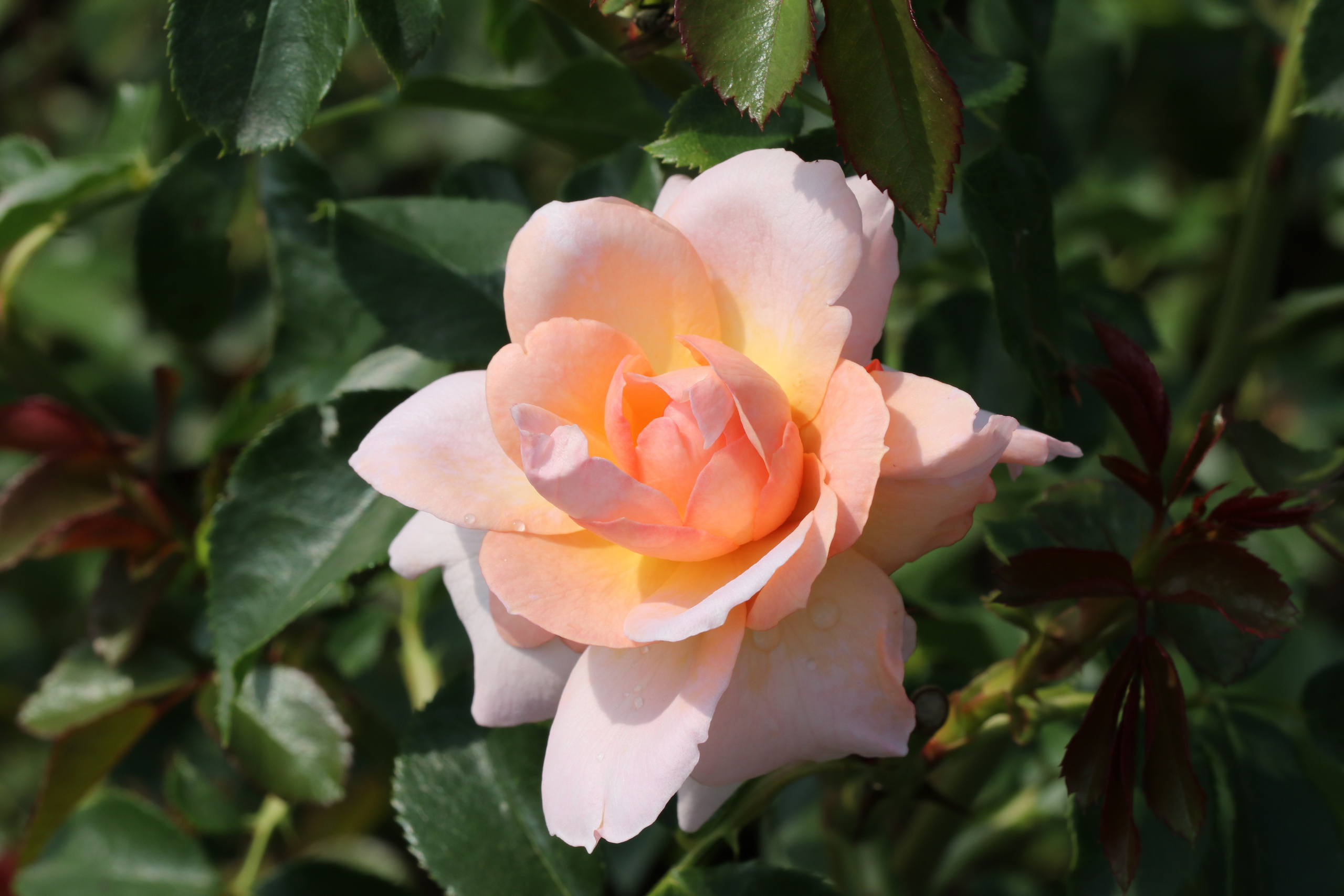 Долина роз в Кисловодске. Фото-художник и Репортажный фотограф Николаев Александр Алексеевич