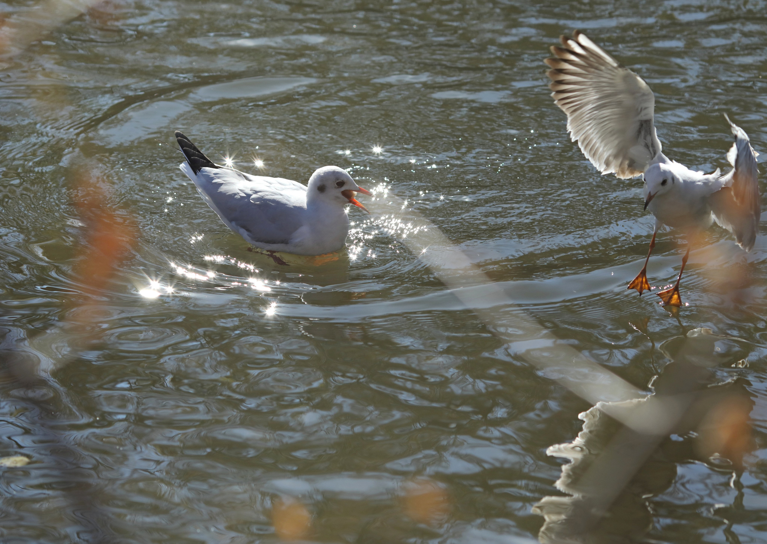 Птицы и животные южного региона. Фото-художник и Репортажный фотограф Николаев Александр Алексеевич