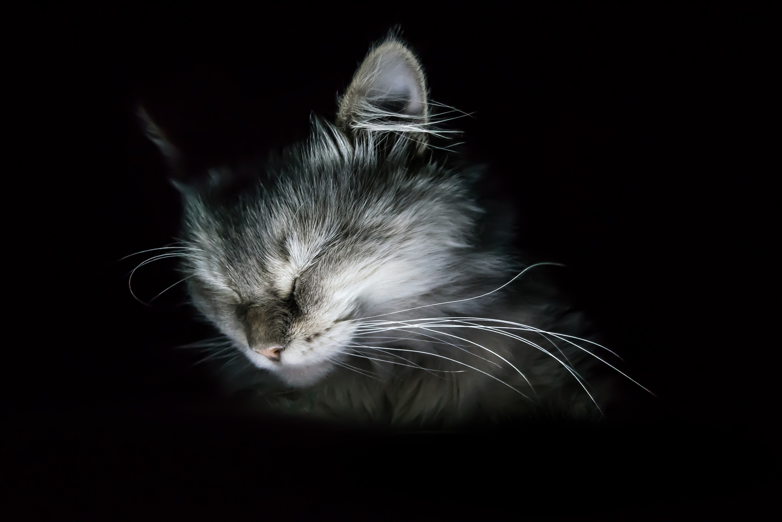 Портреты. Фотограф Смолдарев Артем