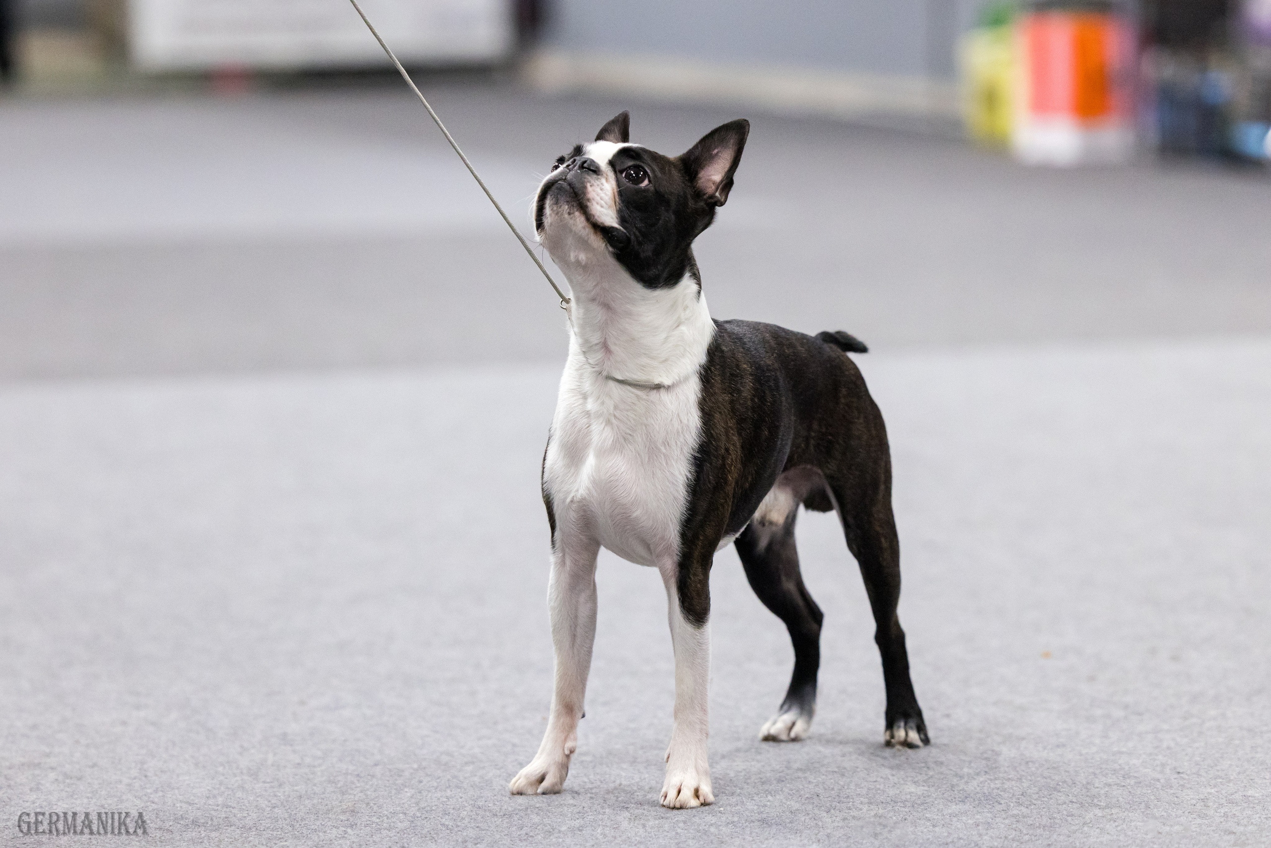 Сфера 28.01. и 4.02.2024. Фотограф-анималист Юлия Германика