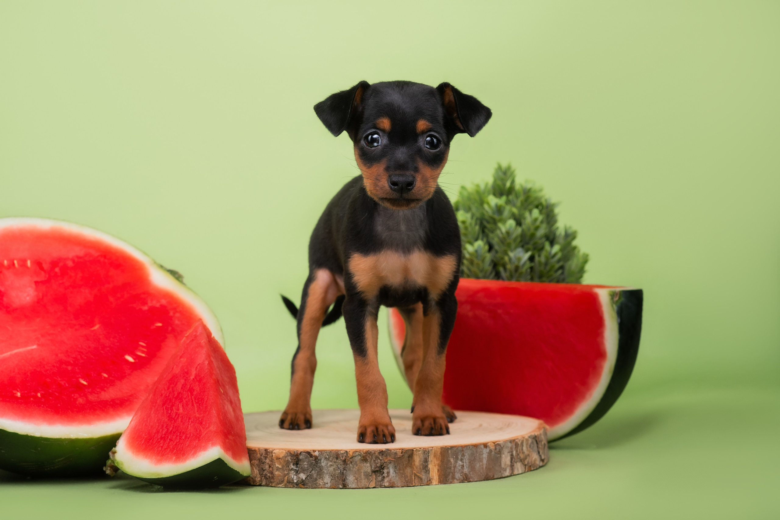 Малыши пражских крысариков — 30.07.2025. Фотограф — Анималист | Анна Абрамова