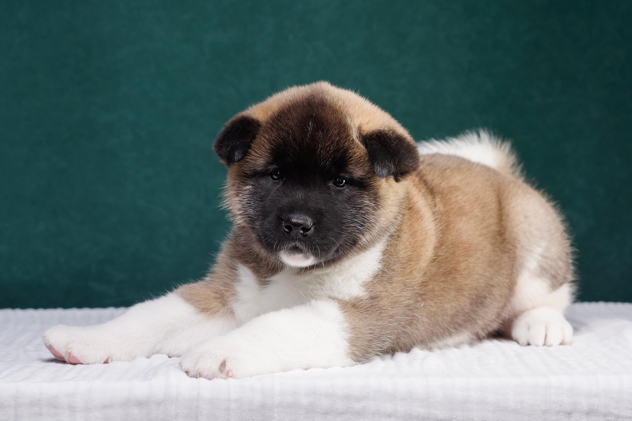 Щенки Американской Акиты. Фотограф — Анималист | Анна Абрамова