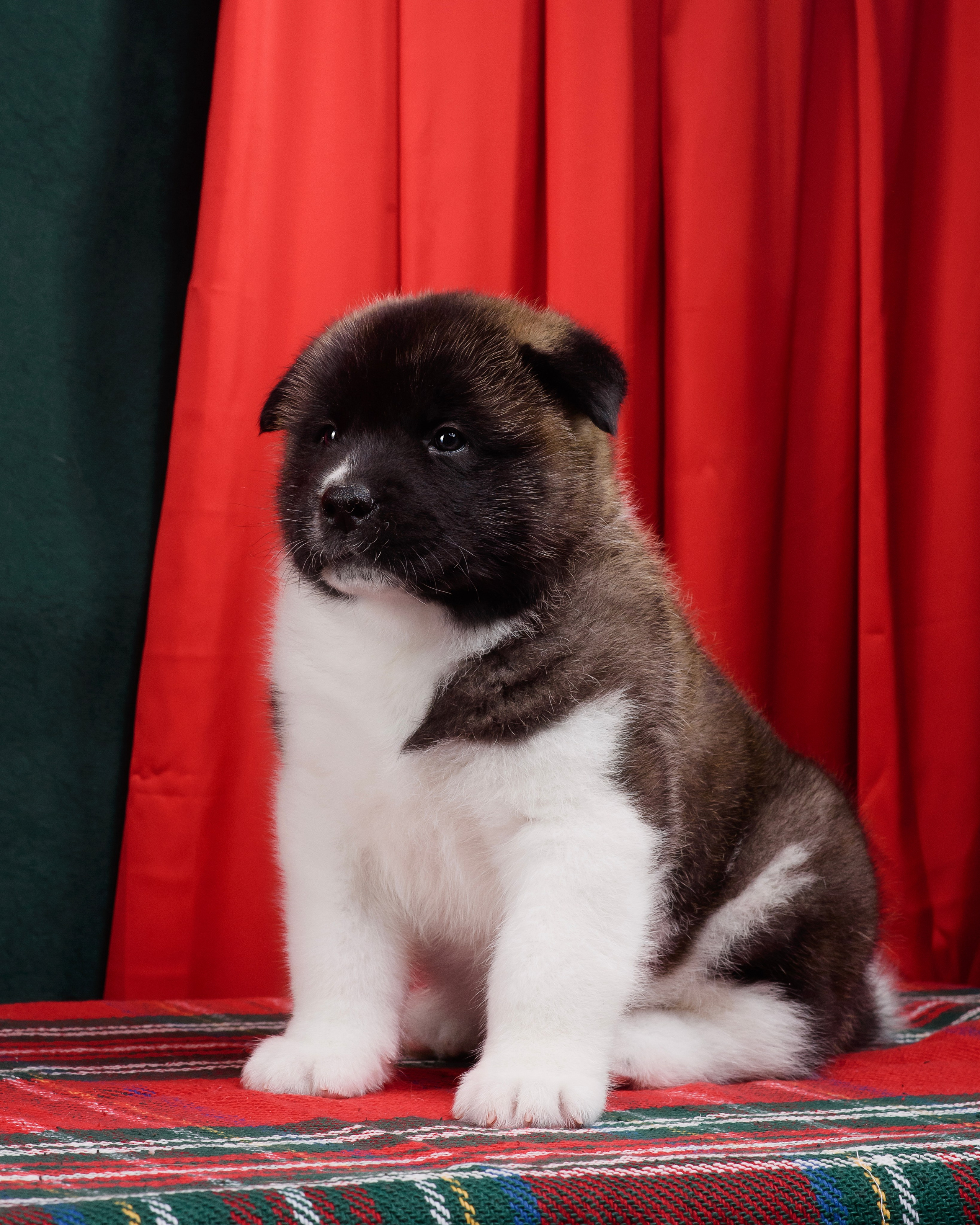 Щенки Американской Акиты. Фотограф — Анималист | Анна Абрамова