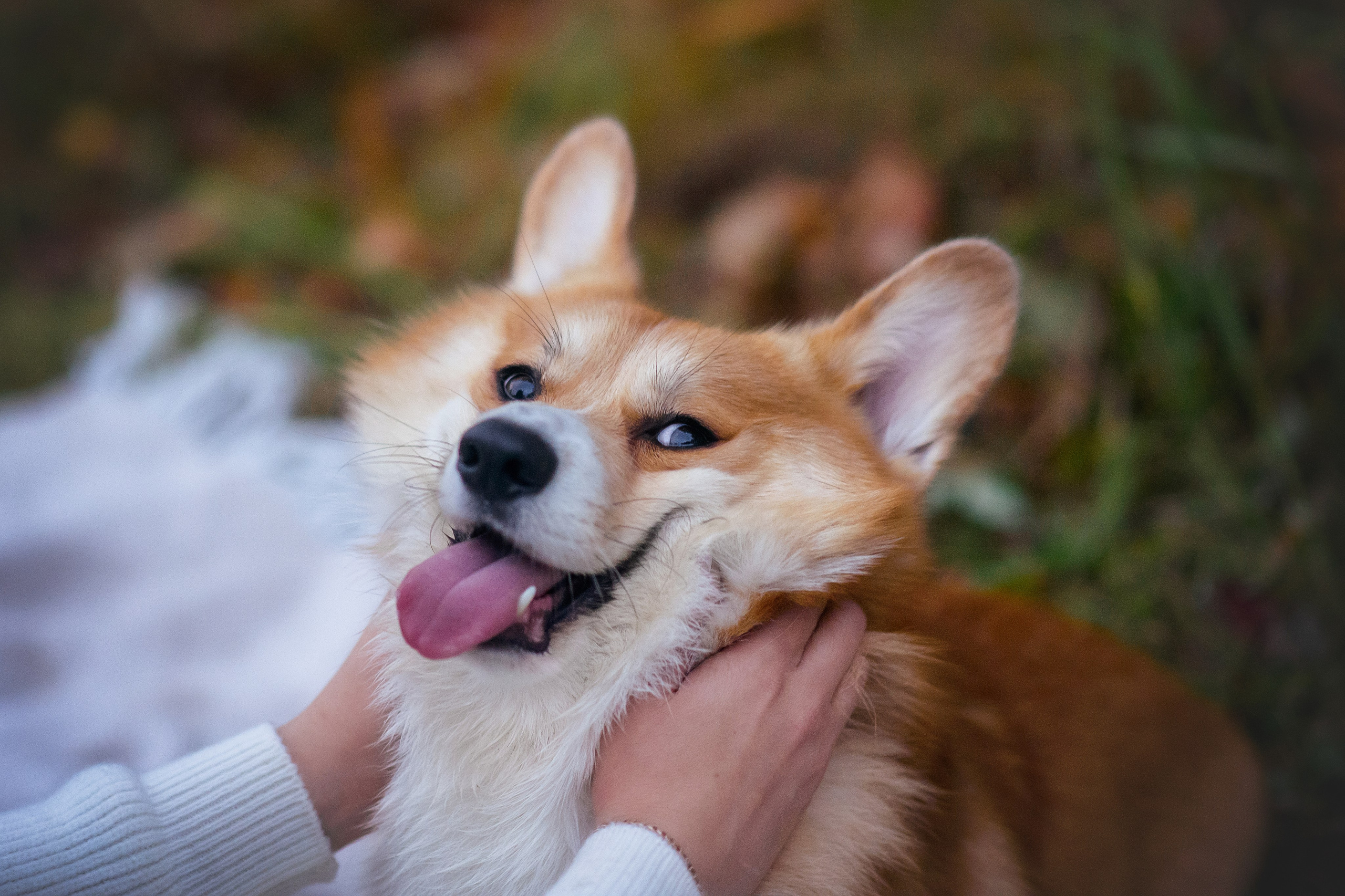 Женя и Феникс — 05.10.2024. Фотограф — Анималист | Анна Абрамова