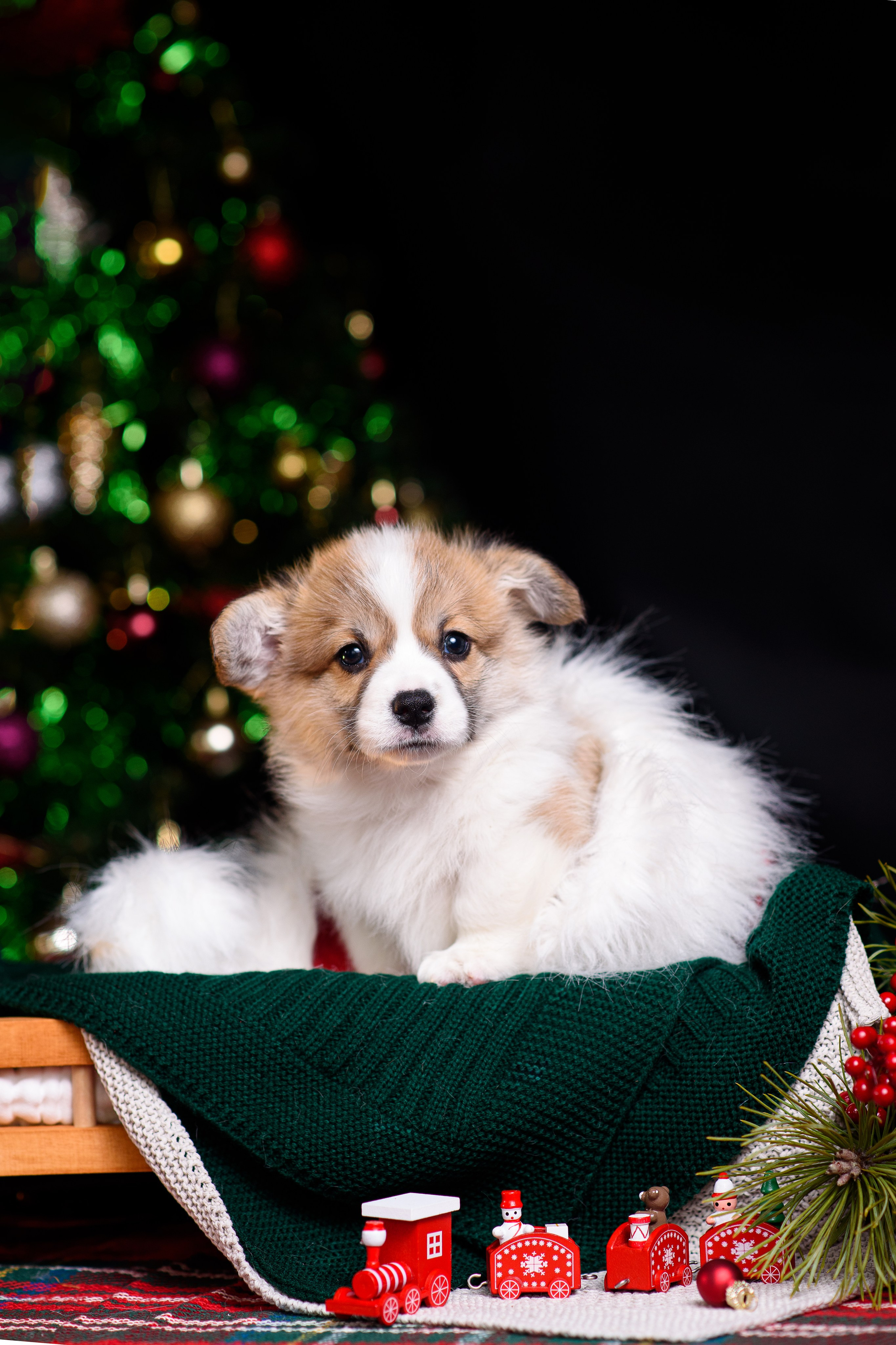 Щенки вельш корги пемброк. Фотограф — Анималист | Анна Абрамова