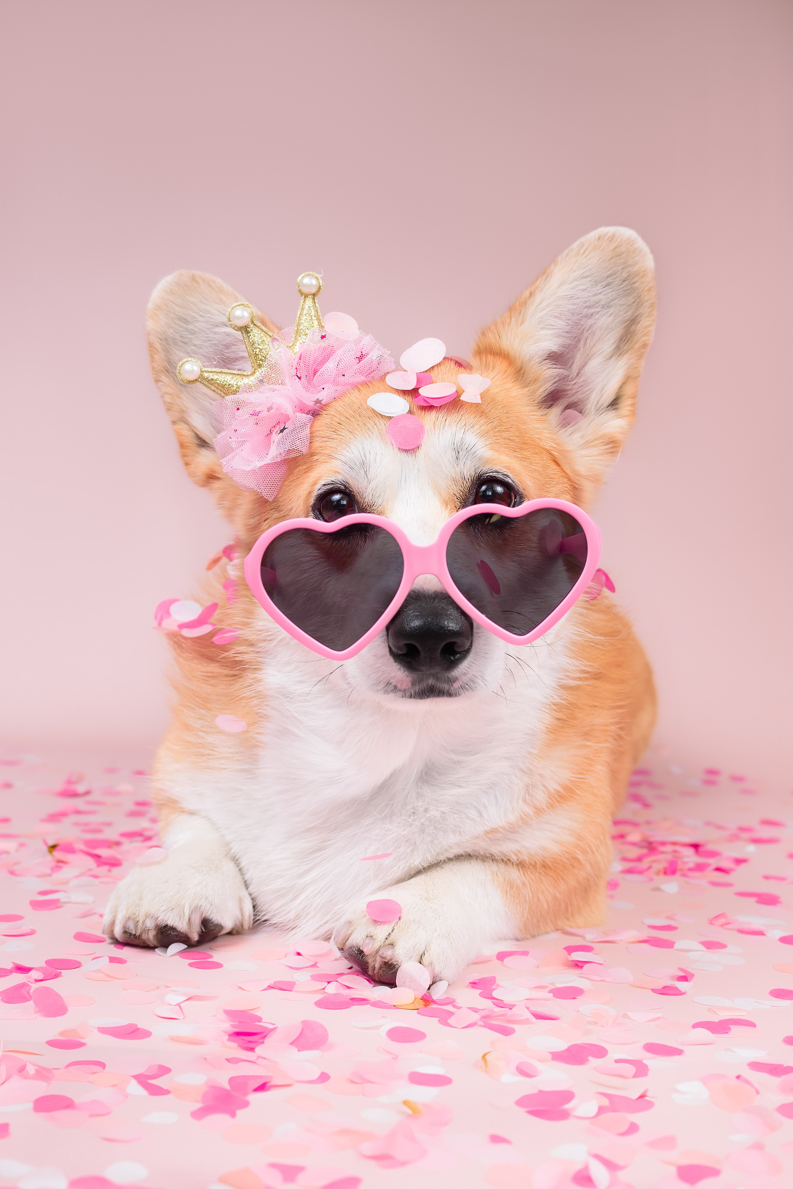 Лея ДР — 25.05.2024. Фотограф — Анималист | Анна Абрамова