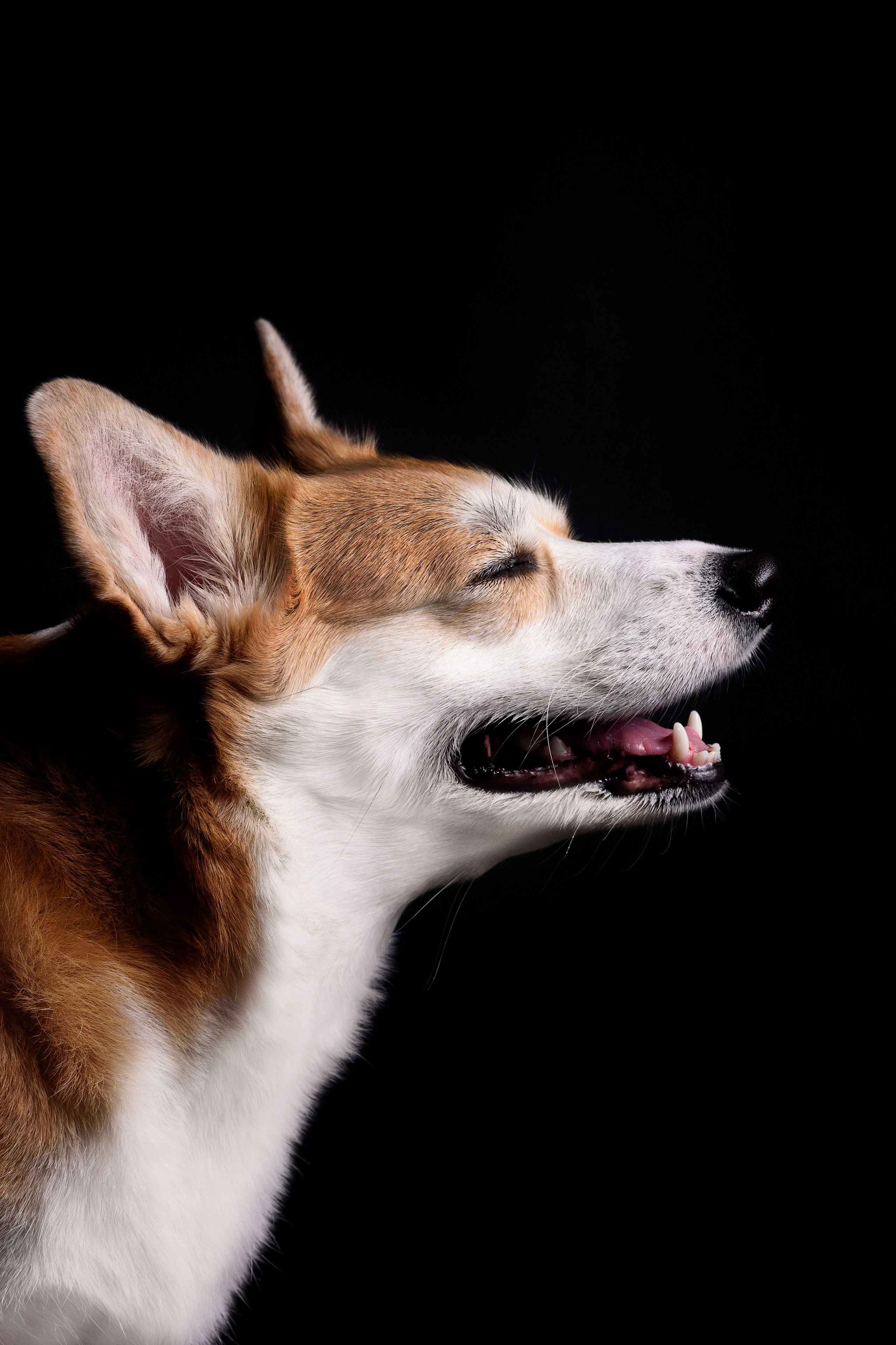 Лея на чёрном — 05.01.2024. Фотограф — Анималист | Анна Абрамова