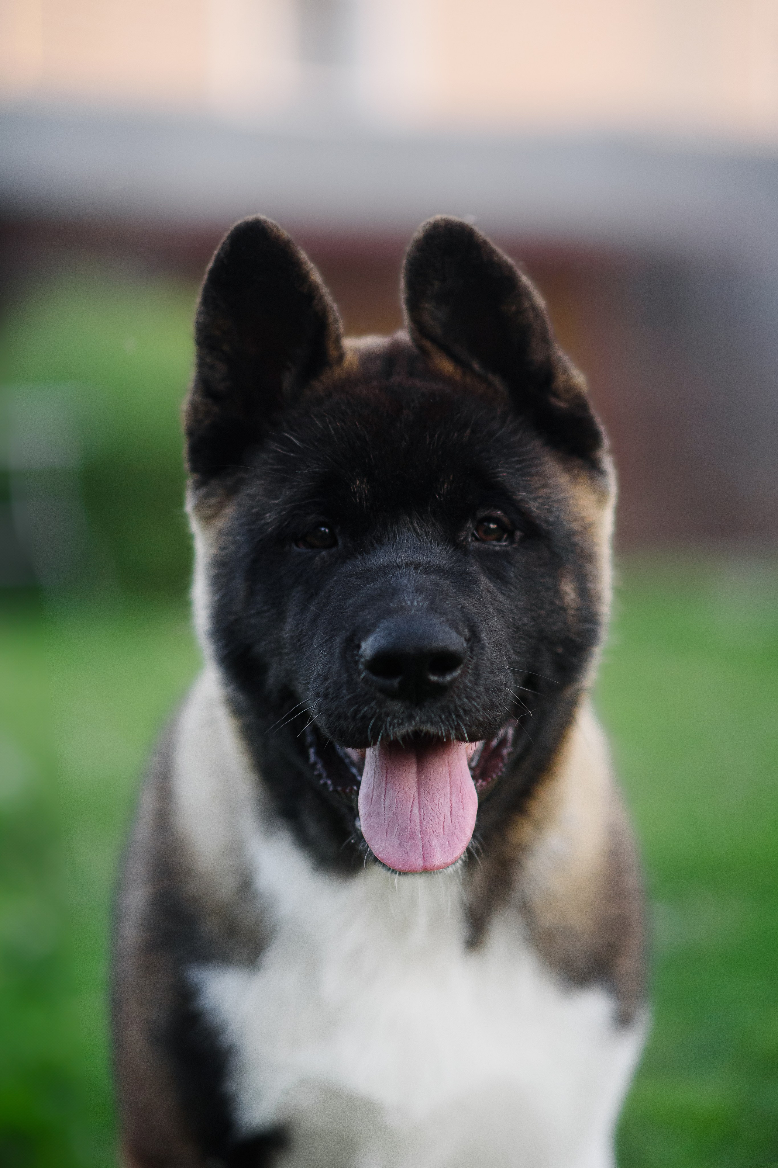 Байкер — 30.05.2024. Фотограф — Анималист | Анна Абрамова