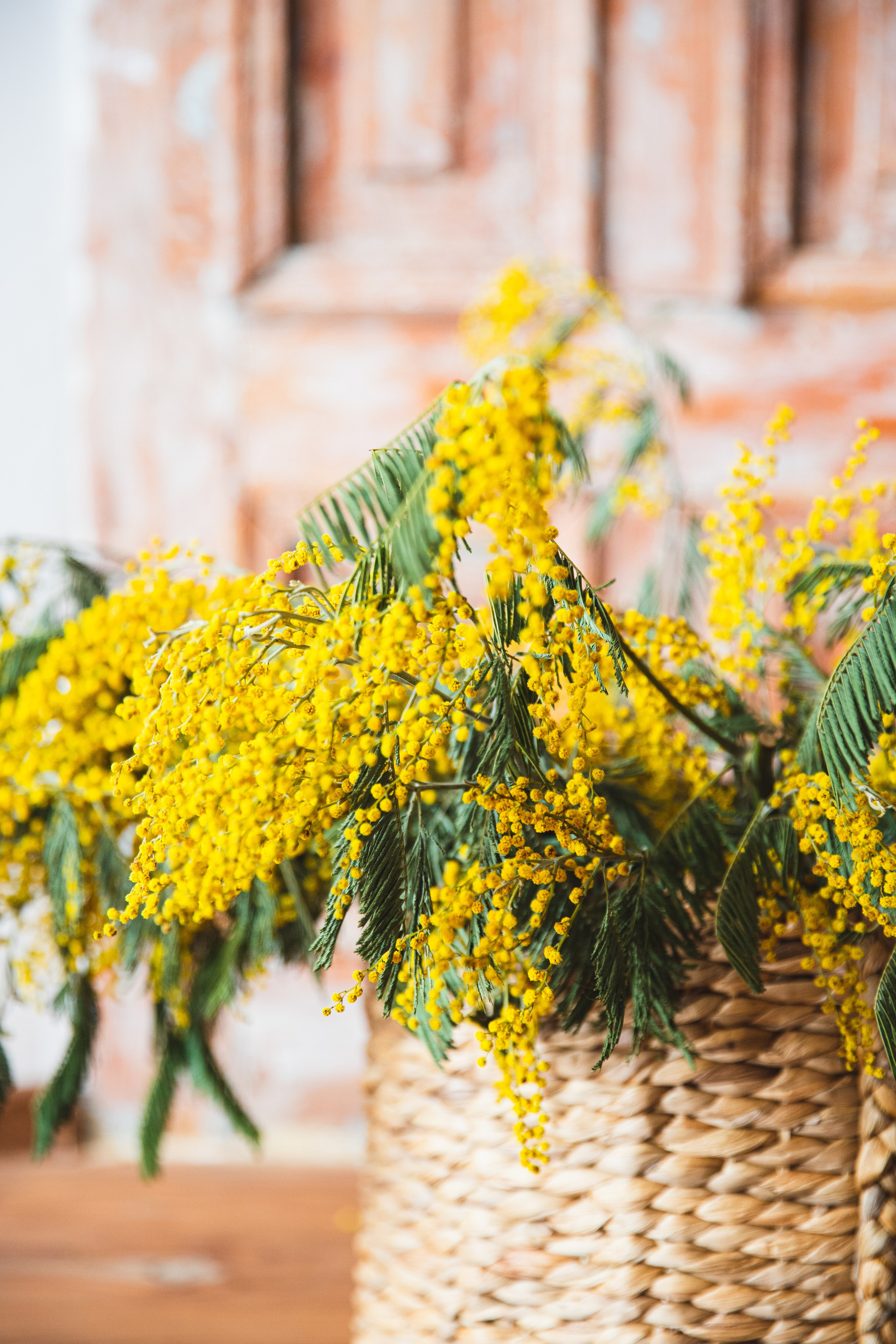 МИМОЗА. Портретный фотограф в Краснодаре Надежда Елынко