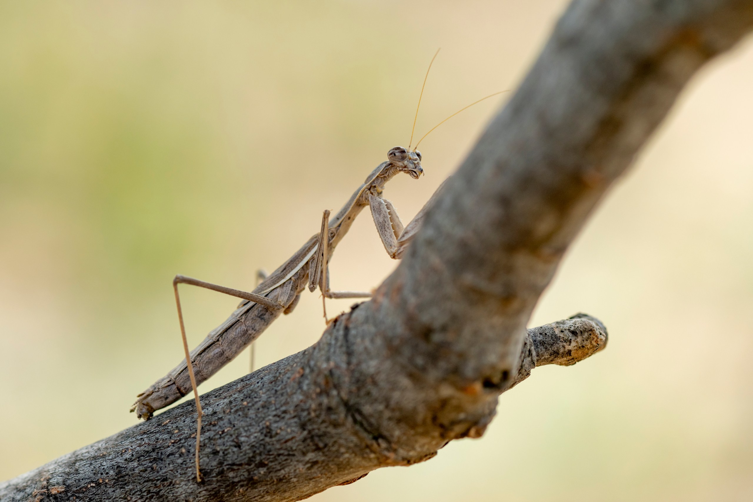 Природа Дагестана, сентябрь 2024. Foto-Zuev фотография как искусство