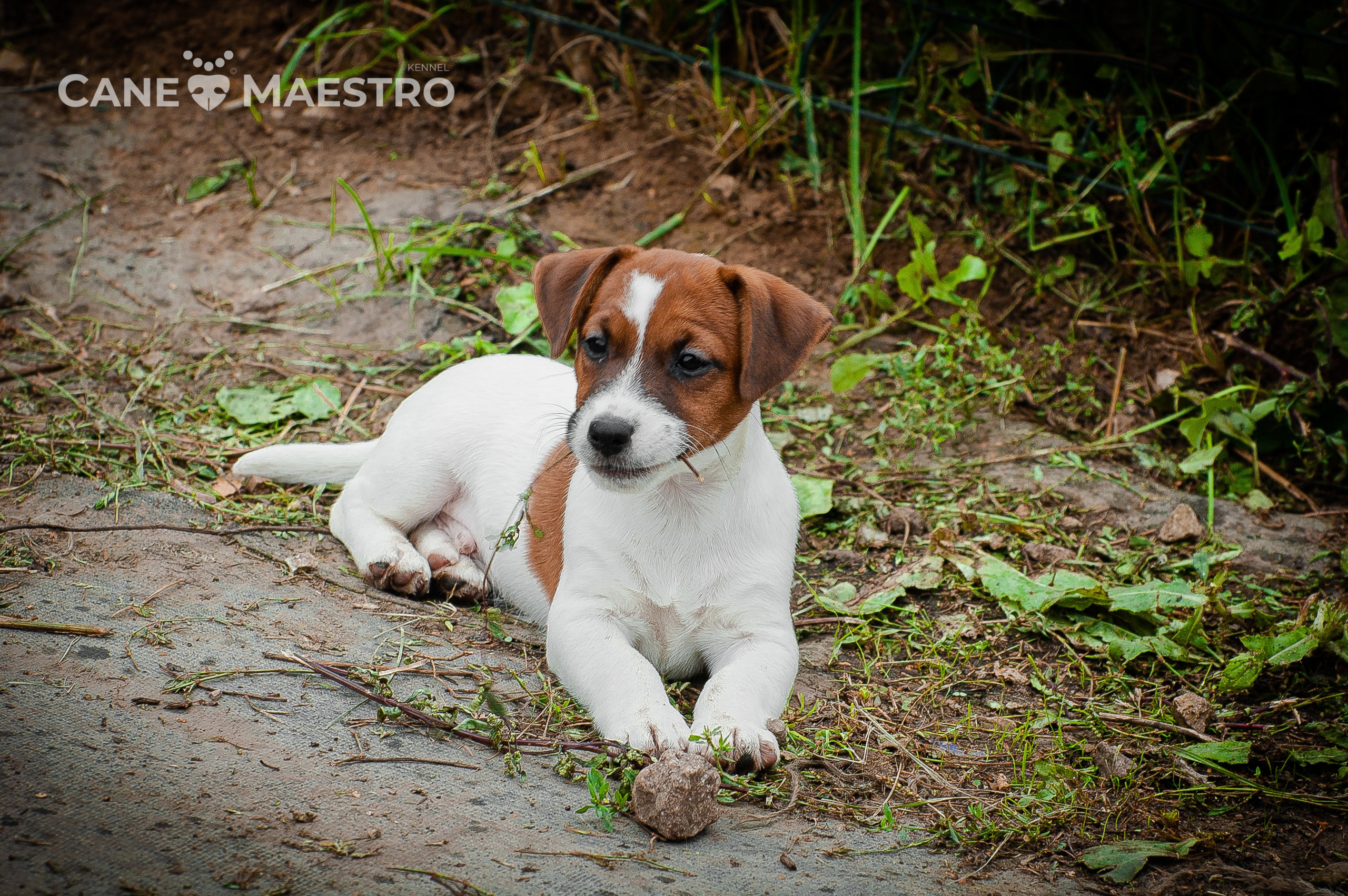 ЭМЕНТАЛЬ_КОБЕЛЬ. CANE MAESTRO — kennel Jack Russell Terrier