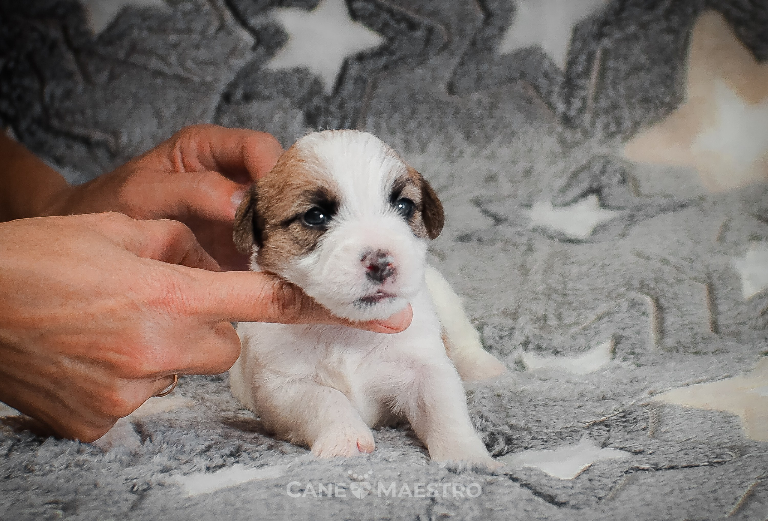 Сука2_БР_27_08_25. CANE MAESTRO — kennel Jack Russell Terrier