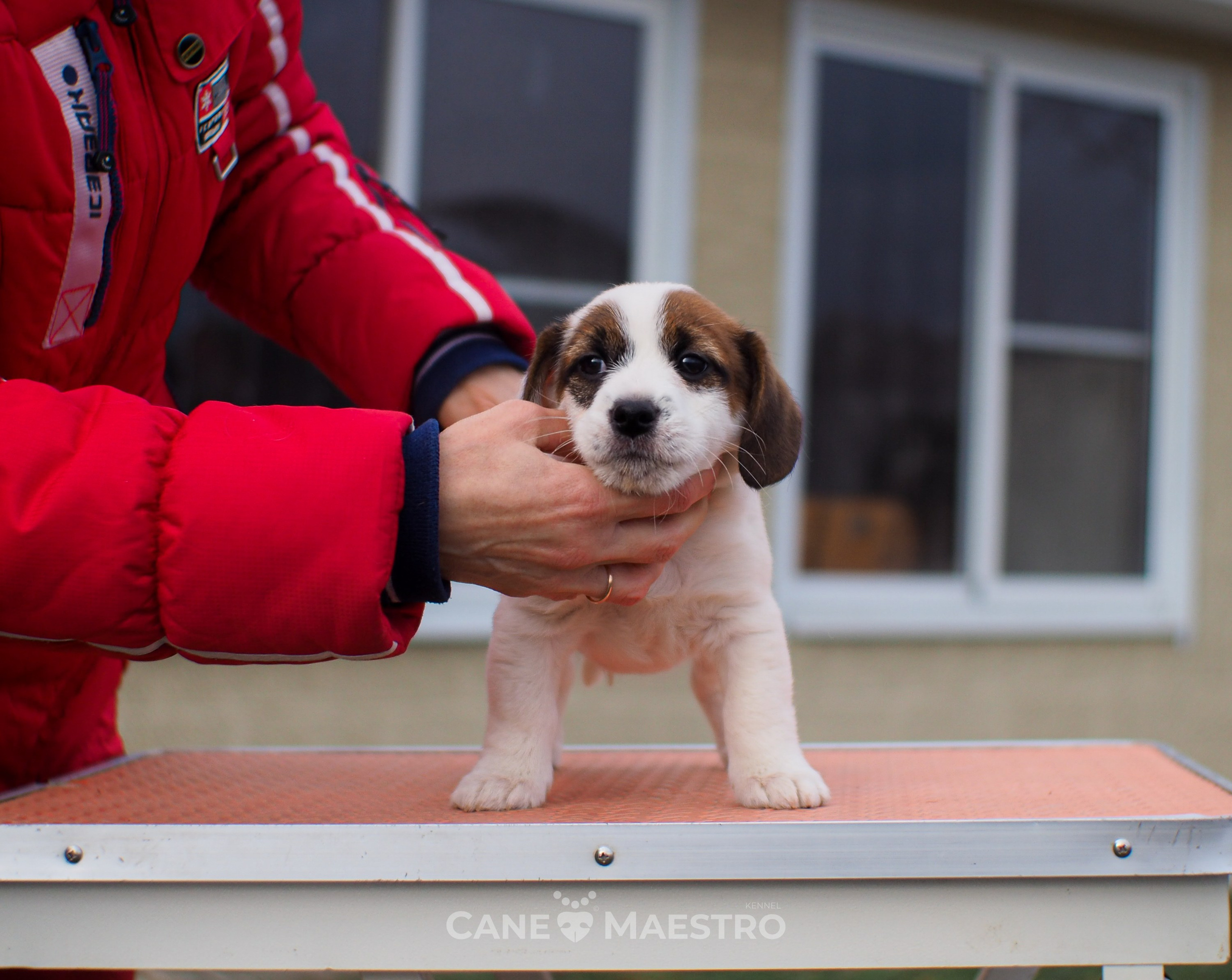 1КОБЛ_МОНОКЛЬ_Ц_ЛИТТЕР. CANE MAESTRO — kennel Jack Russell Terrier