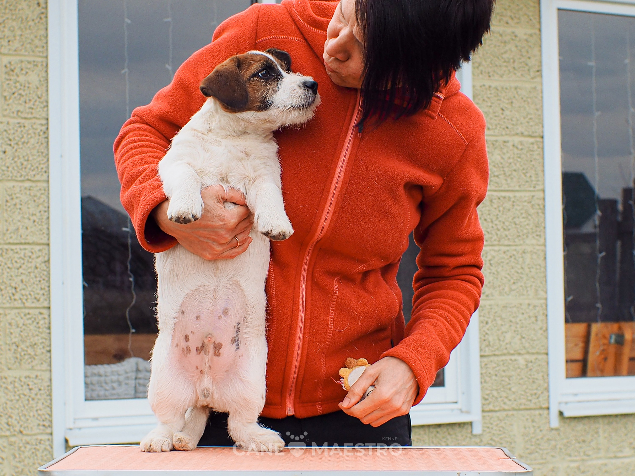 Мальчик 2. Кобель бело-рыжий. Джек рассел терьер щенок. КАНЕ МАЭСТРО — питомник Джек рассел терьеров