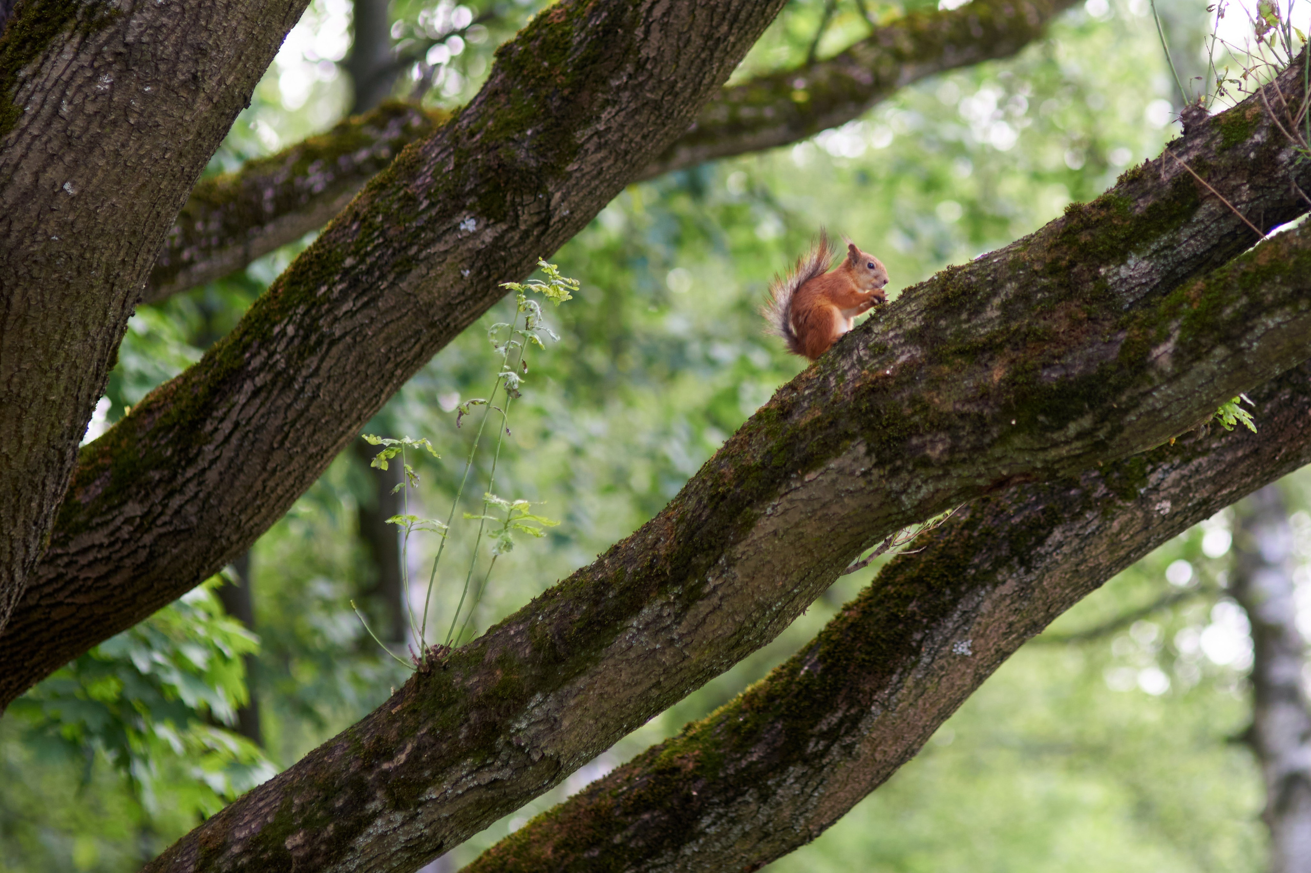 Прогулка в Измайловском парке. Москва